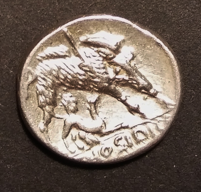 Hosidia R2.jpg