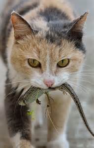 Hunter Kitten.jpg