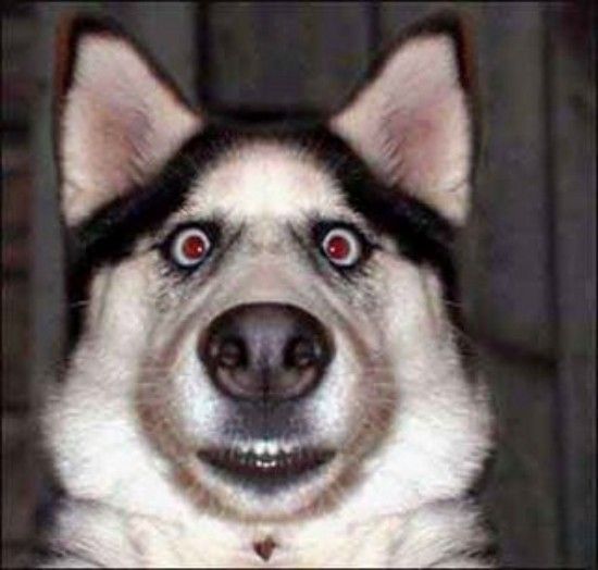 husky face.jpg