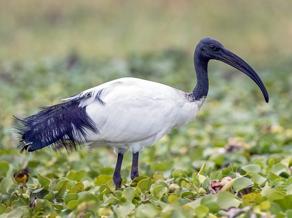 ibis.jpg