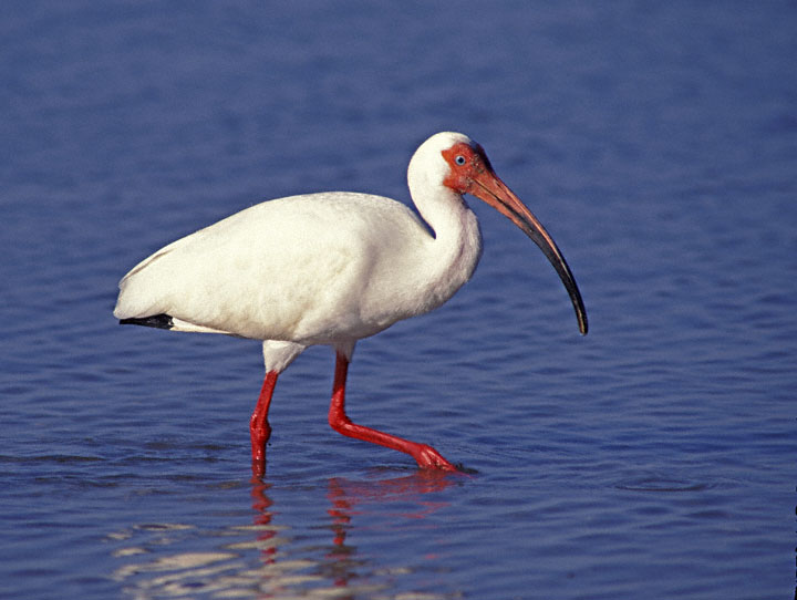 ibis.jpg