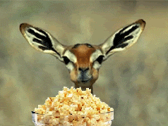 image.gif