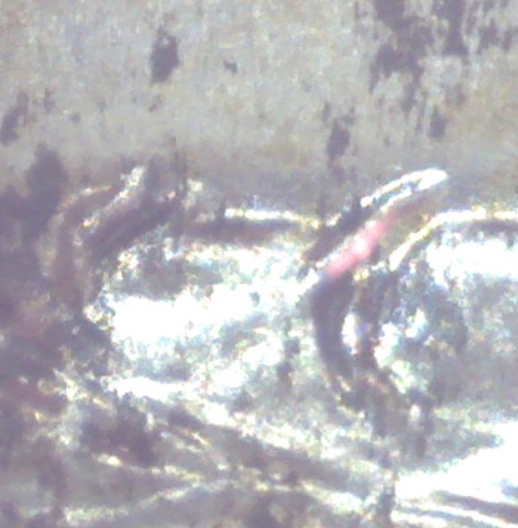 Image1117.jpg
