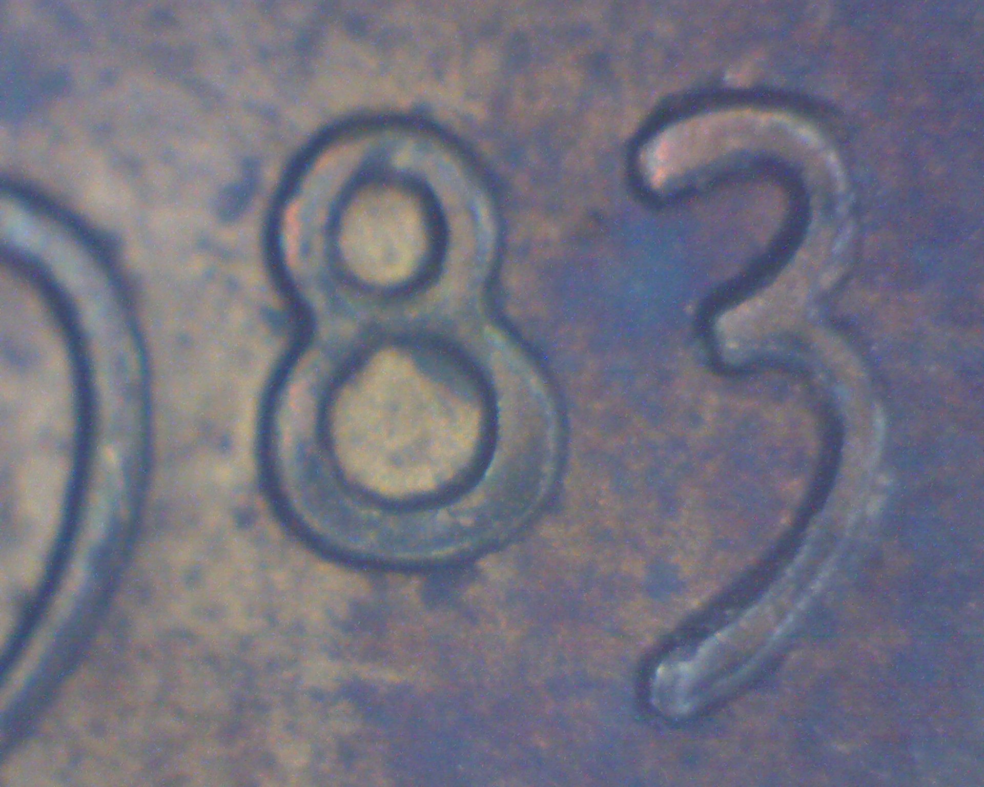 Image16081.jpg