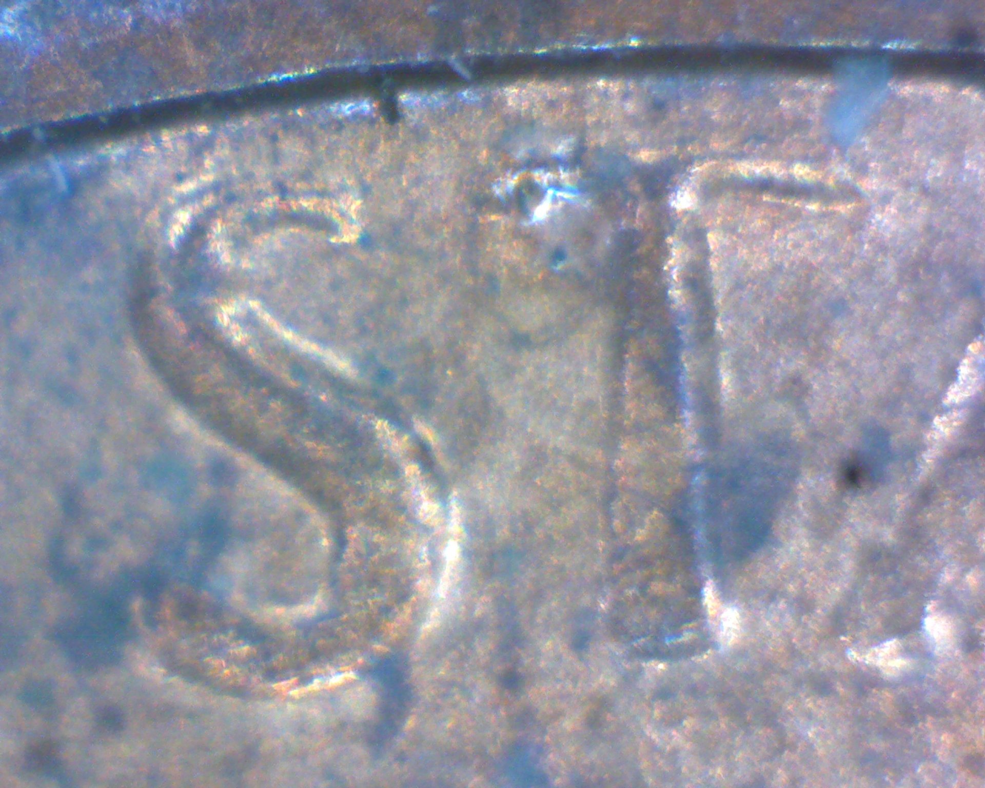Image18728.jpg