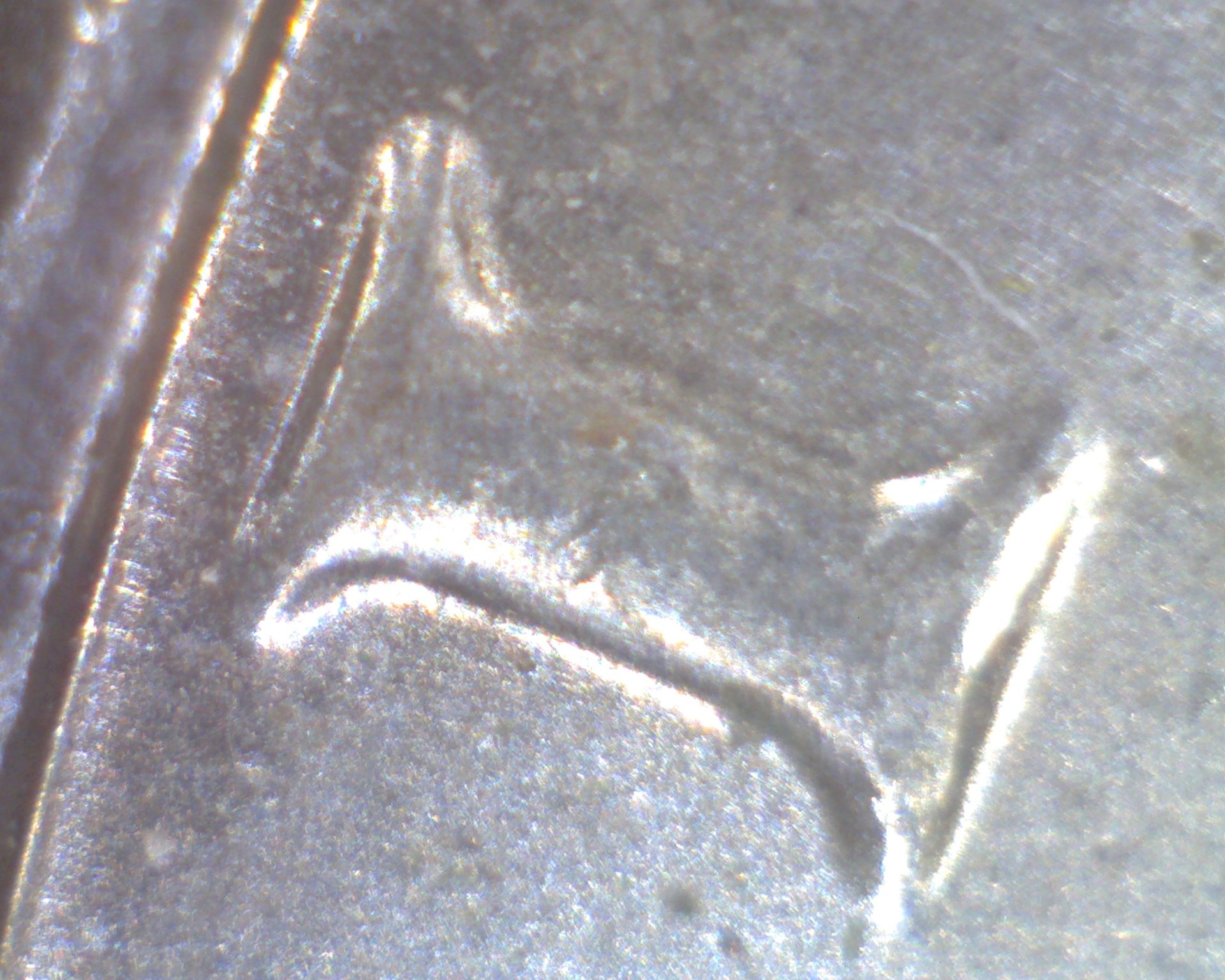 Image1919.jpg