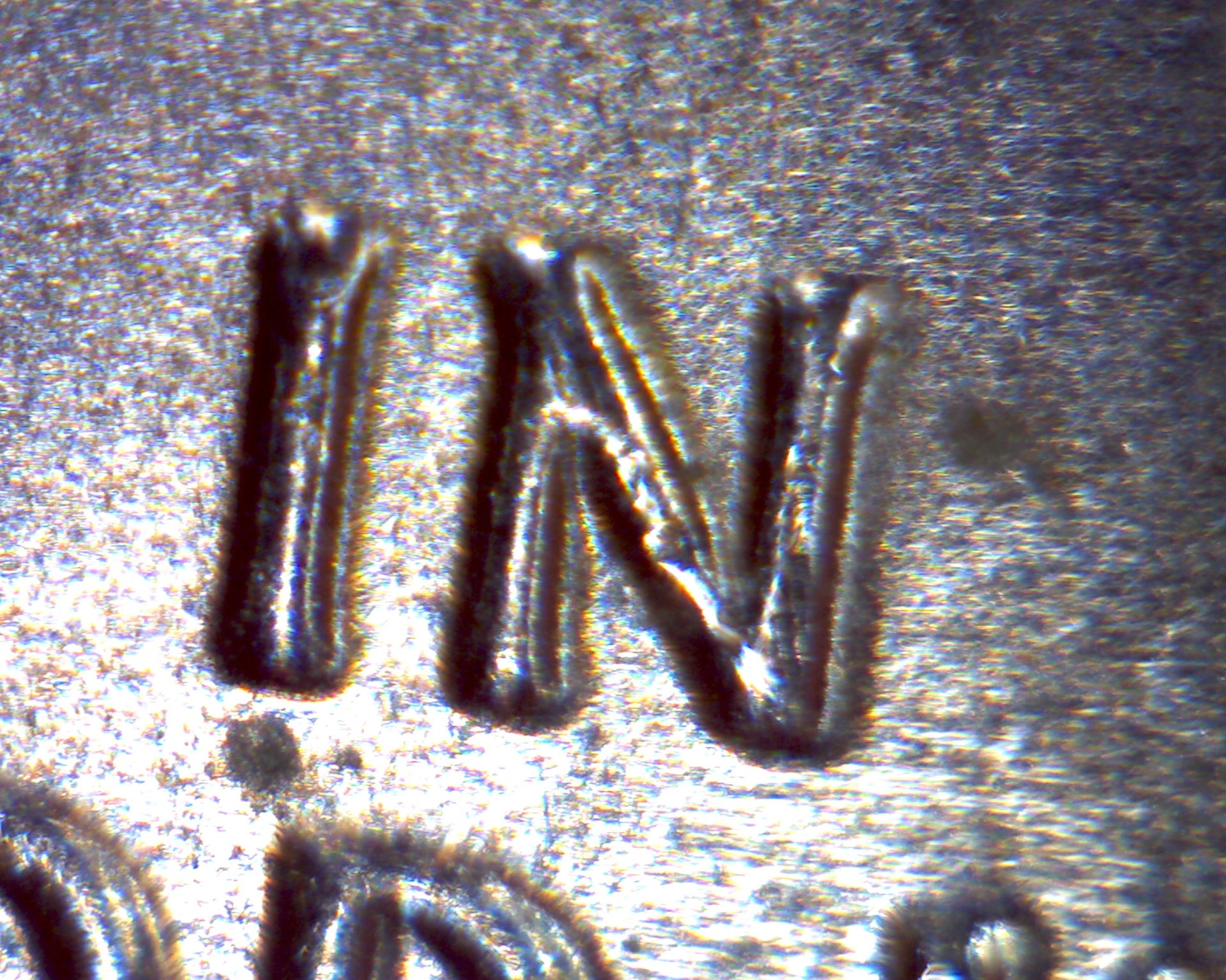 Image1948.jpg