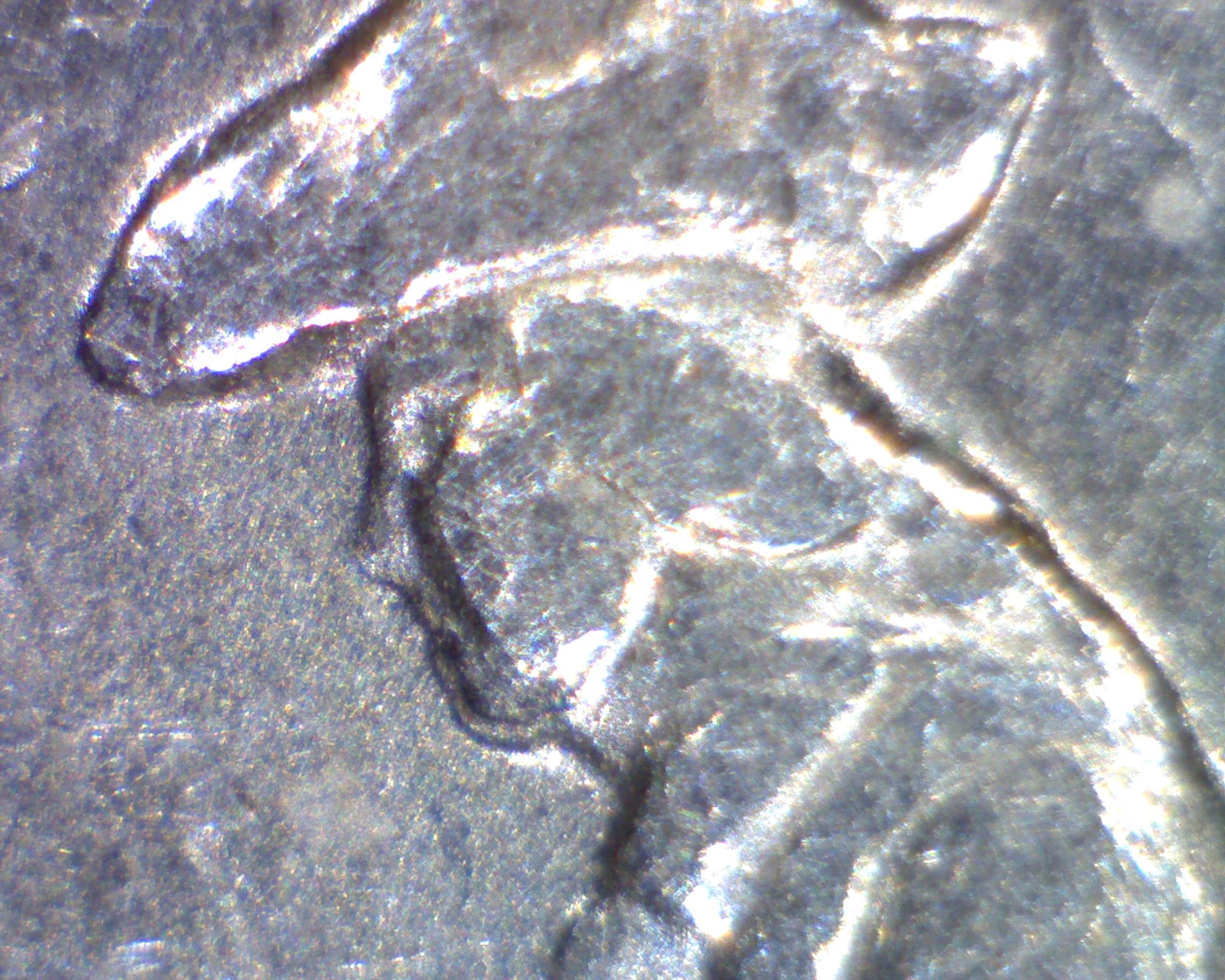 Image2028.jpg