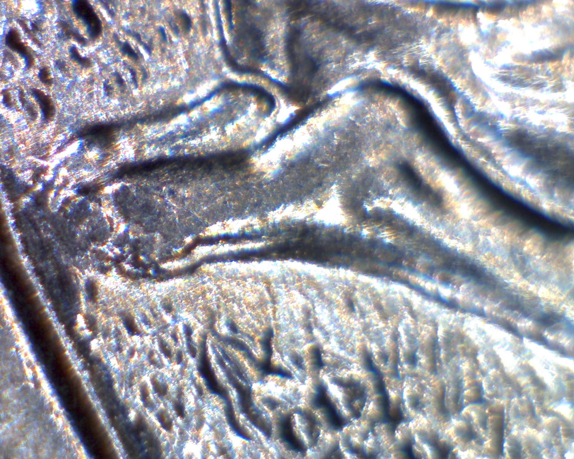 Image2044.jpg