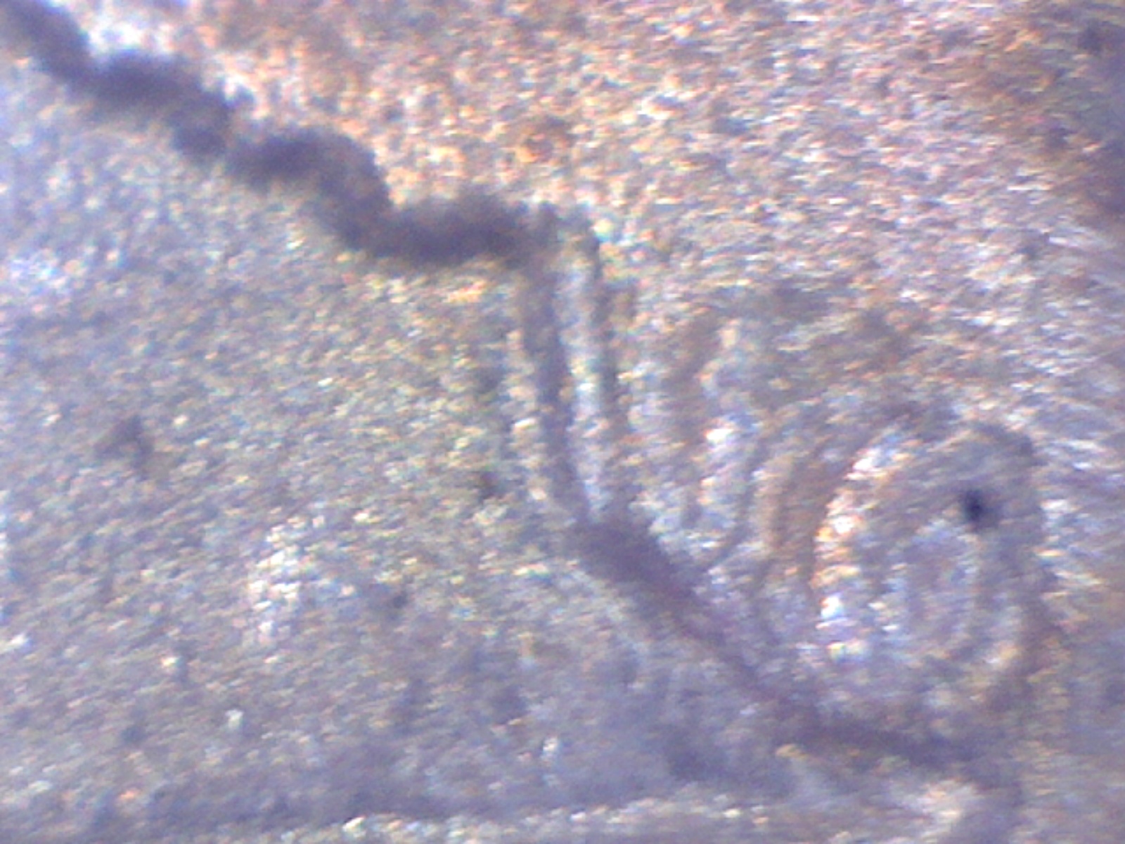 Image2317.jpg