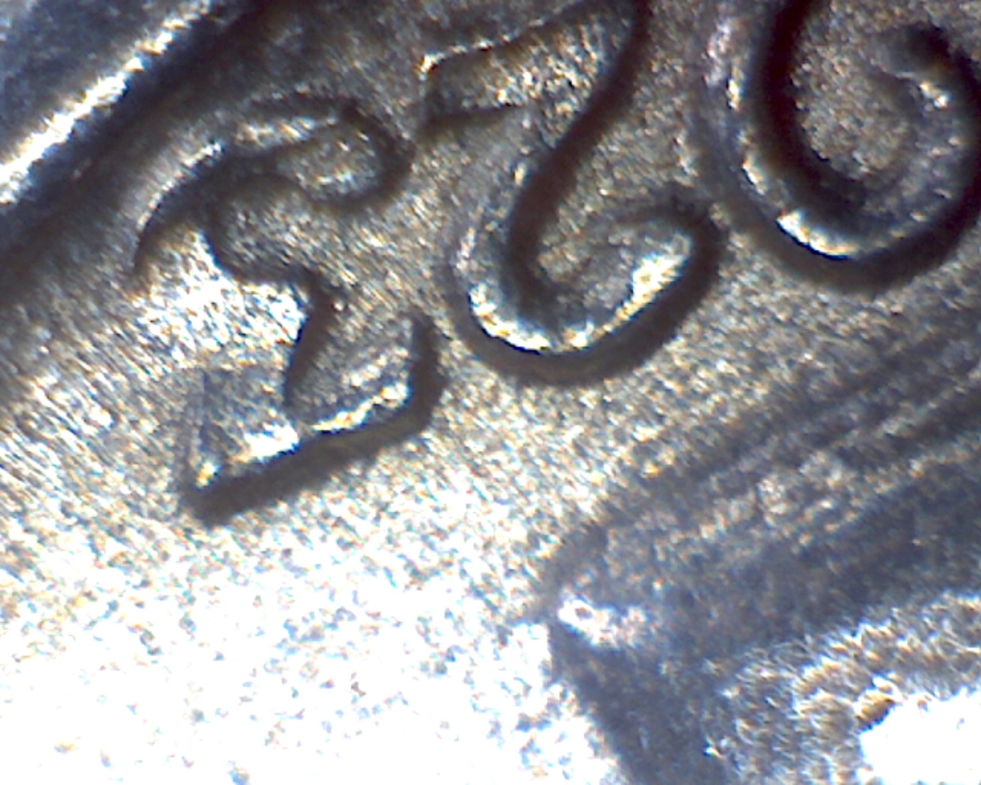 Image2685.jpg