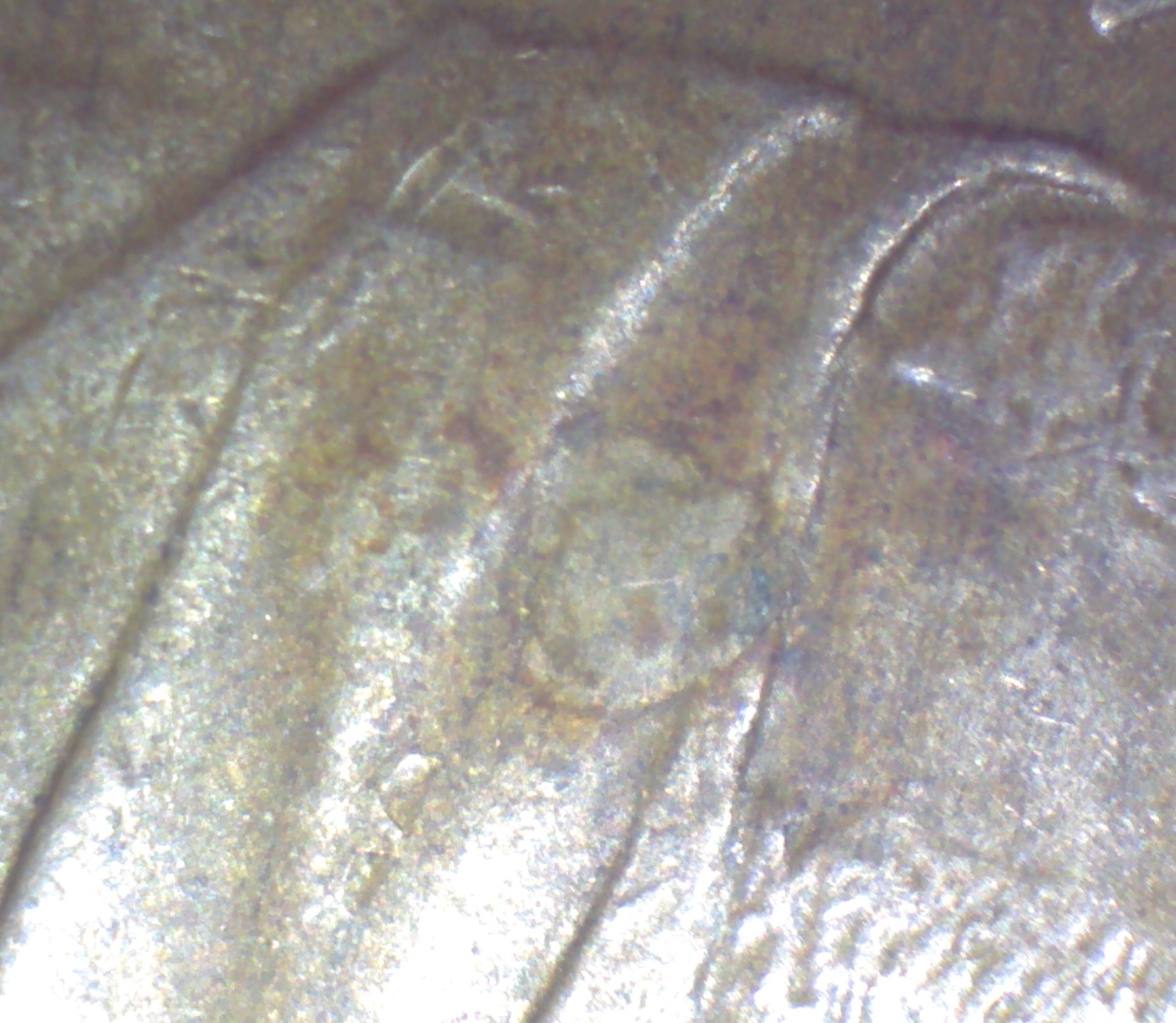 Image270.jpg