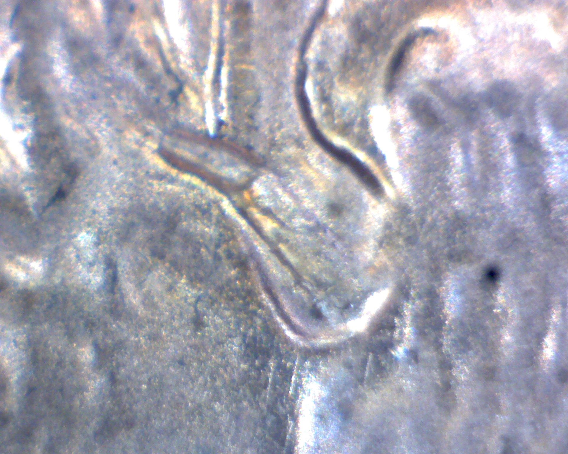 Image28514.jpg