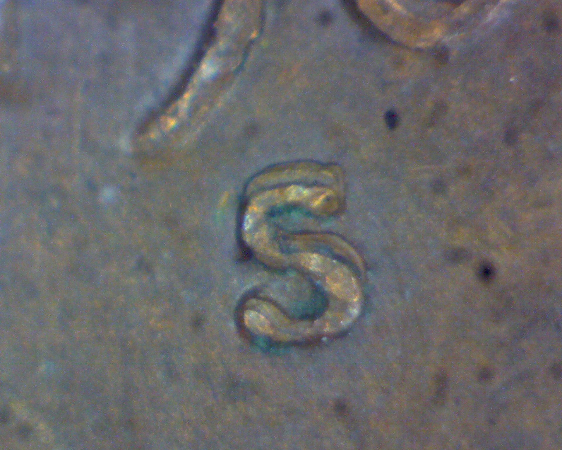 Image30181.jpg