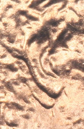 Image_0762-ear.jpg