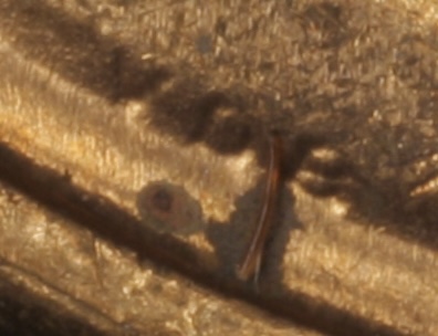 IMG-27541.jpeg
