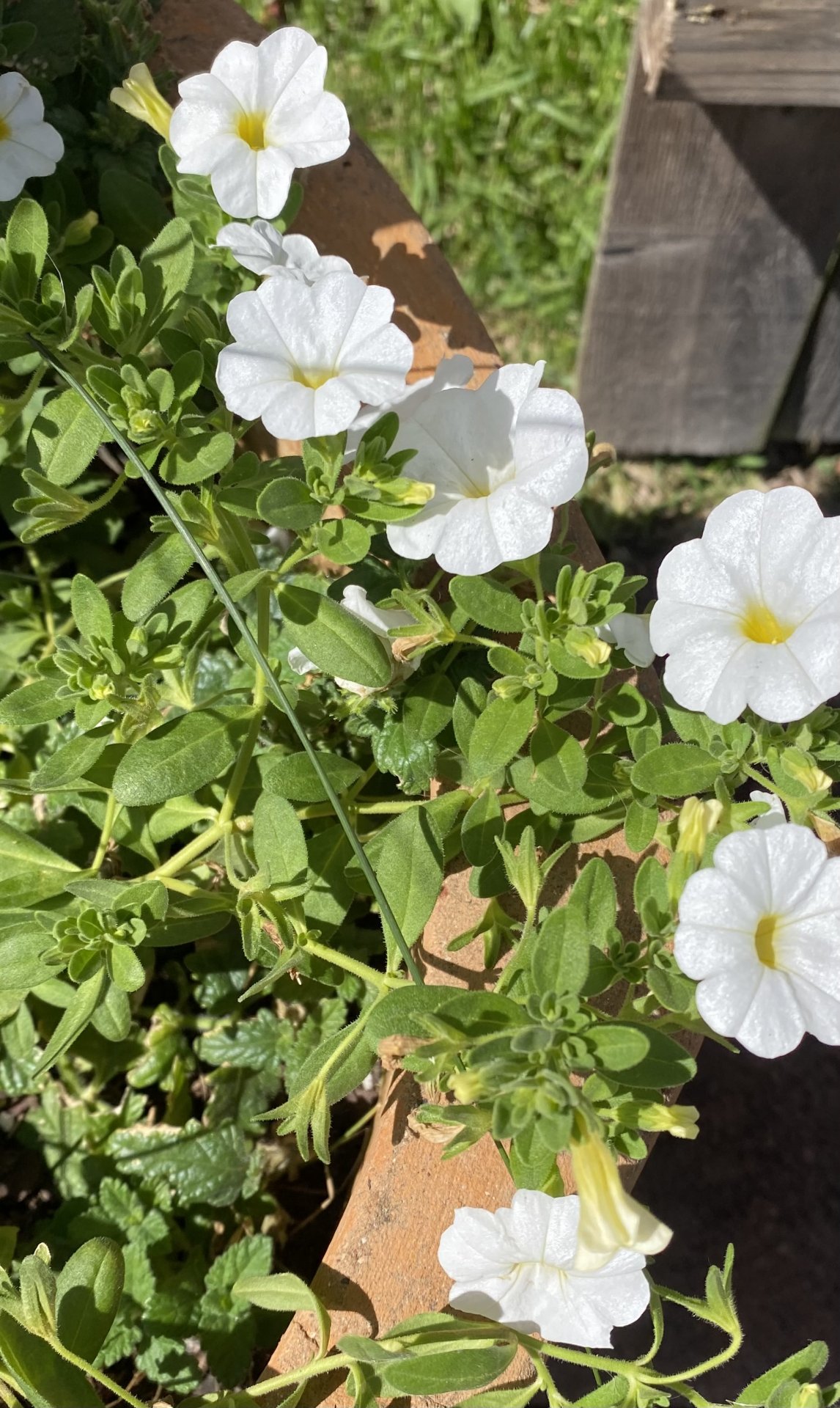 IMG_0066.jpeg