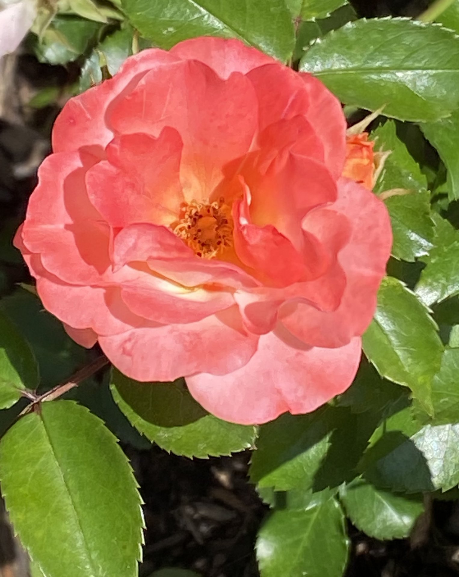 IMG_0072.jpeg