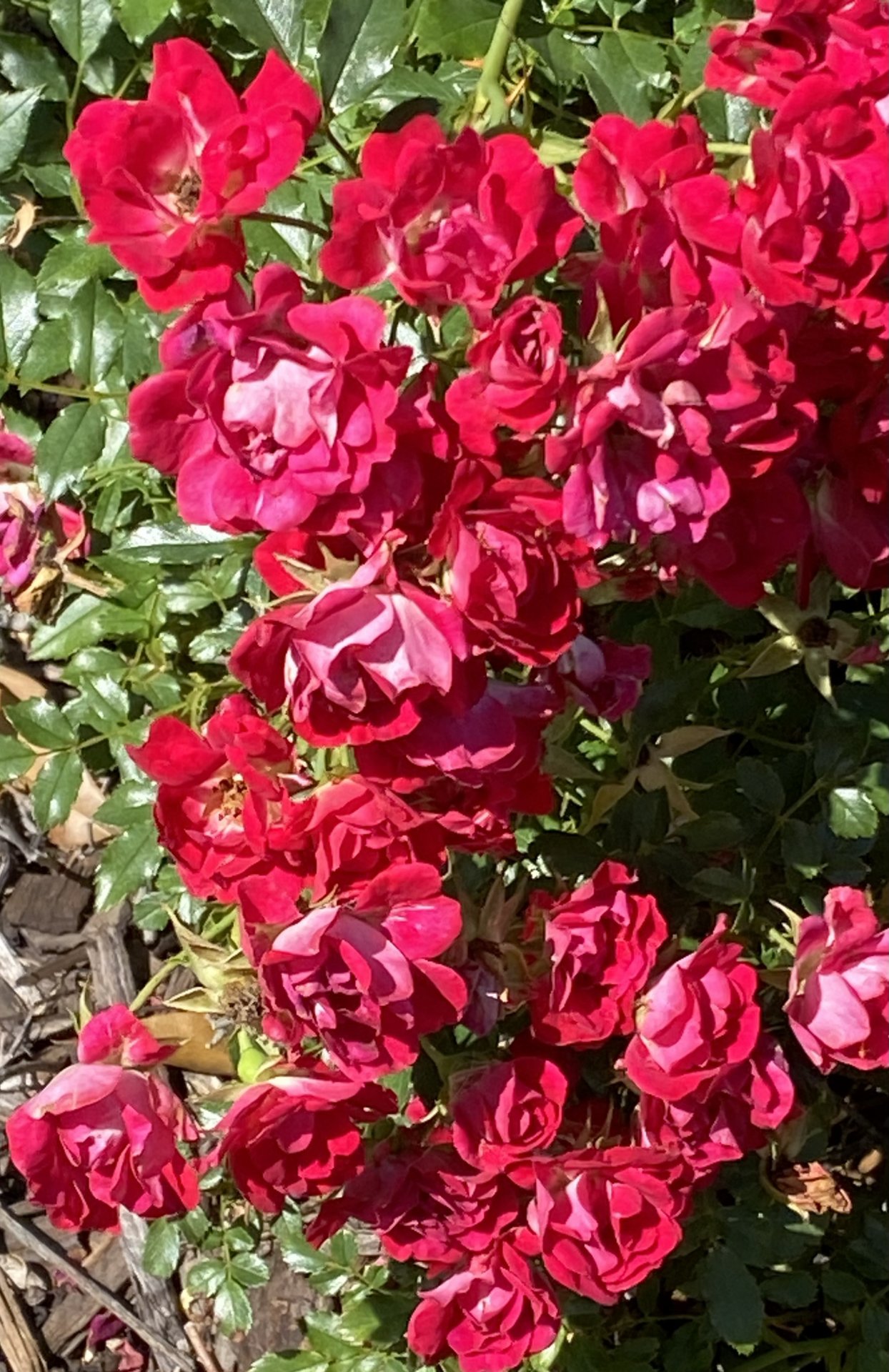 IMG_0073.jpeg