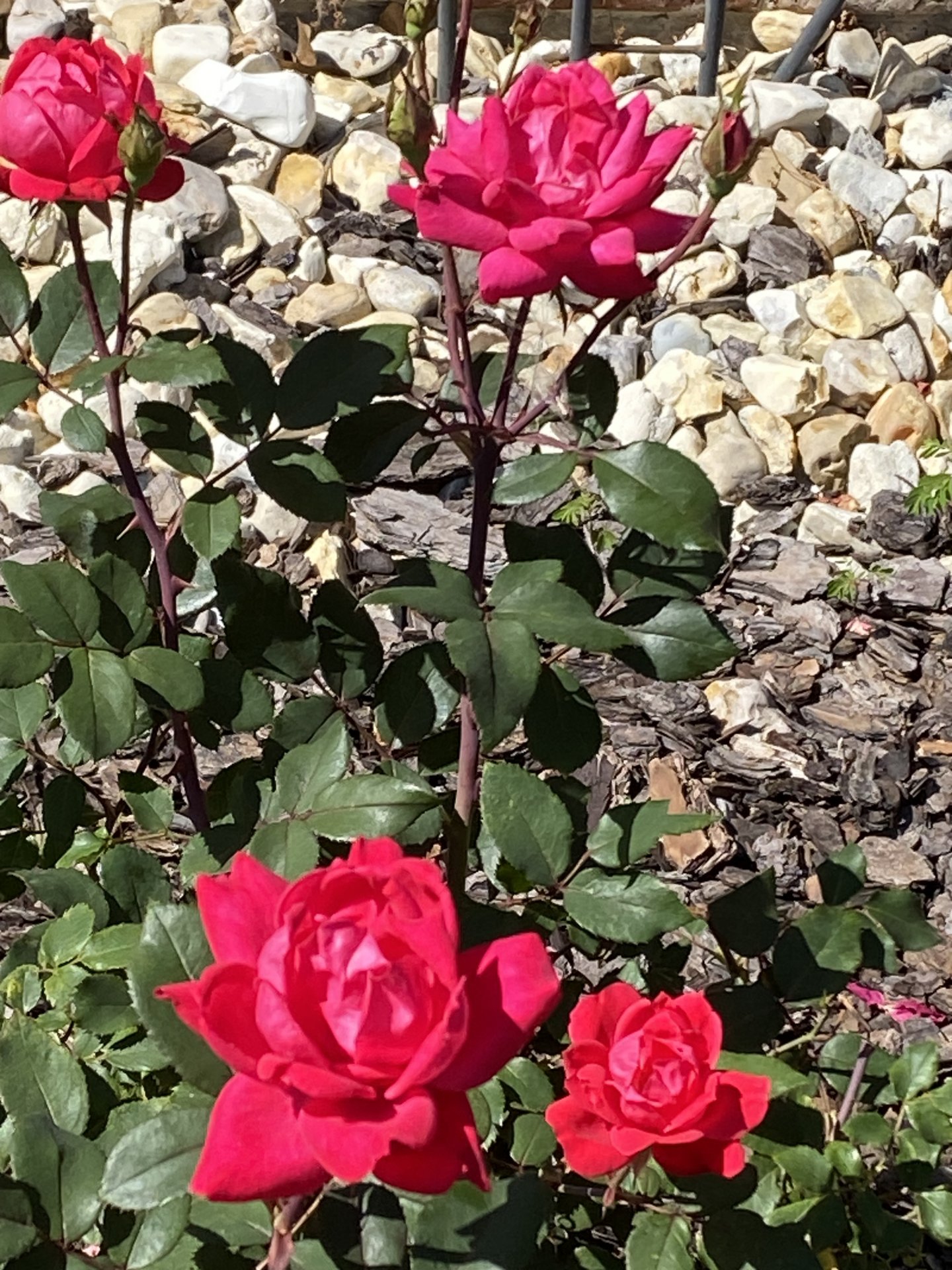 IMG_0074.jpeg