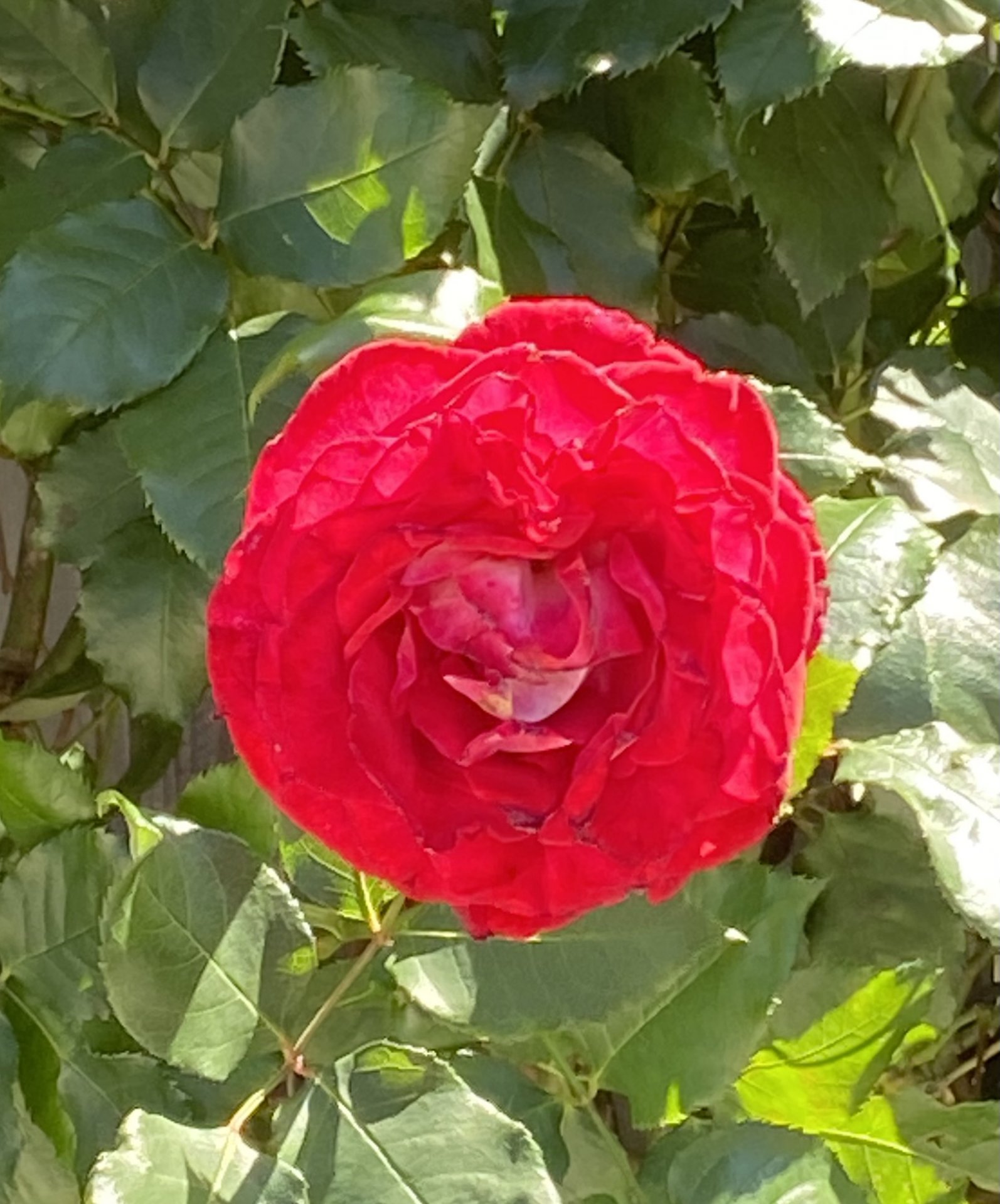 IMG_0077.jpeg