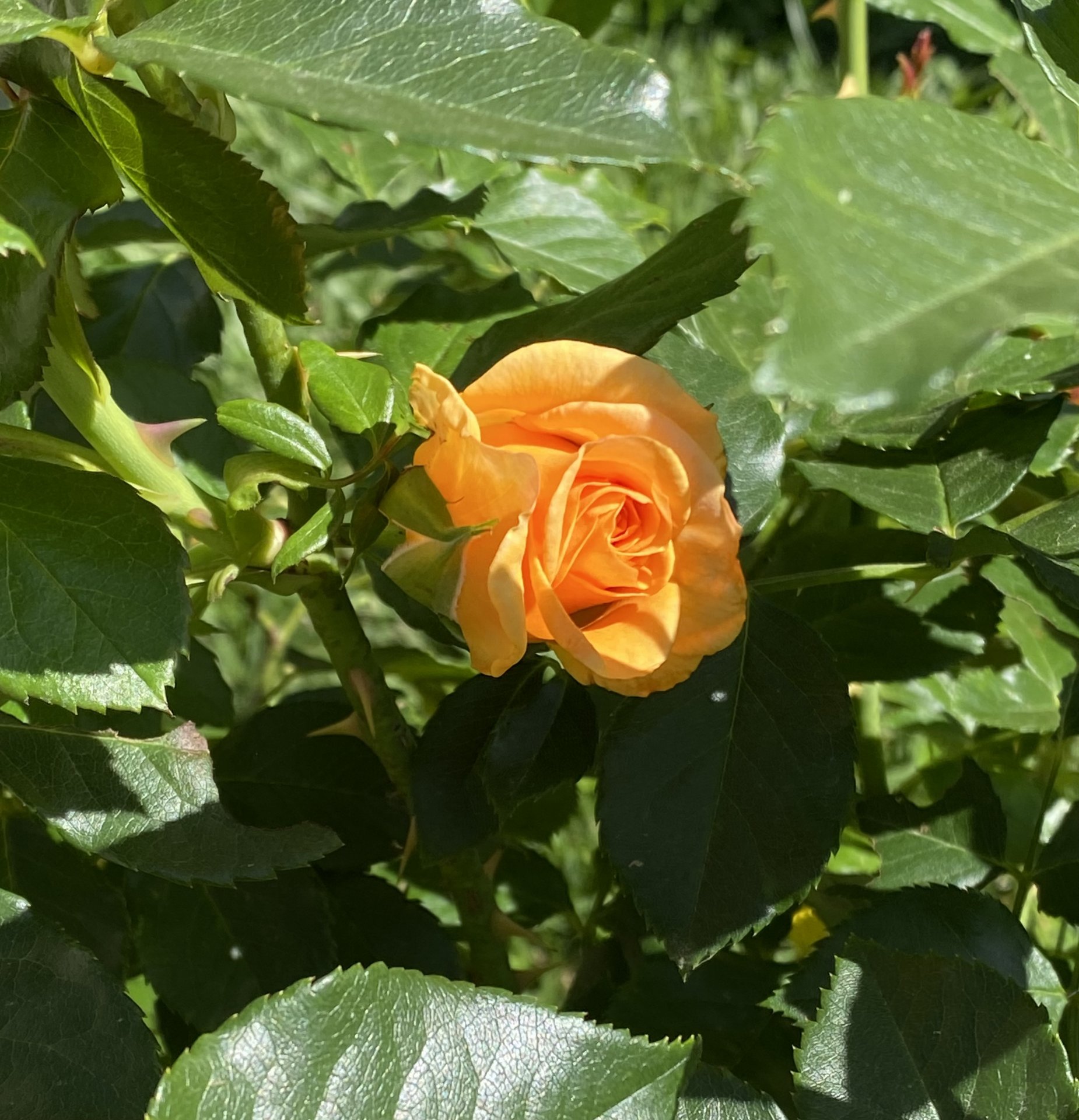 IMG_0080.jpeg