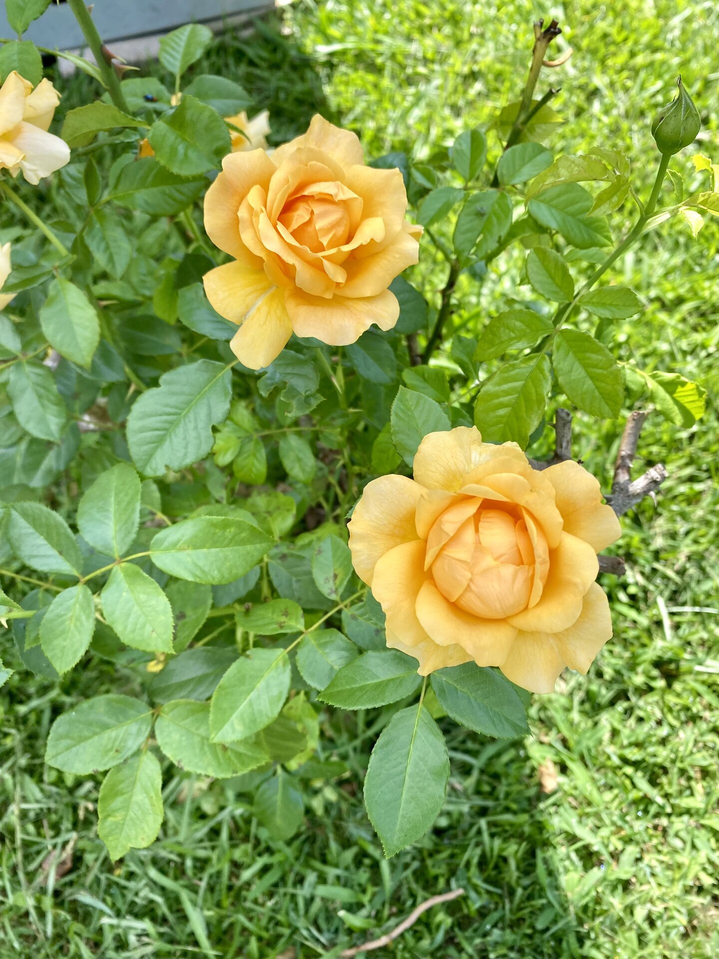 IMG_0387.jpeg