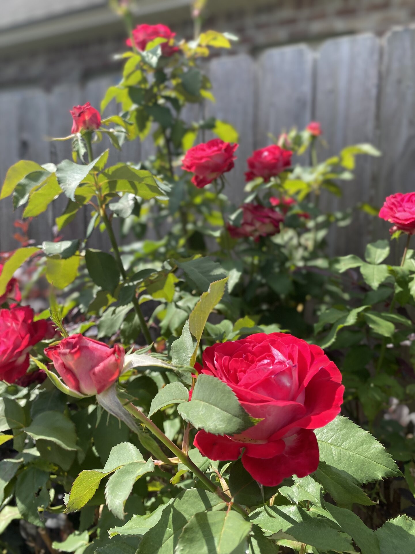 IMG_0394.jpeg
