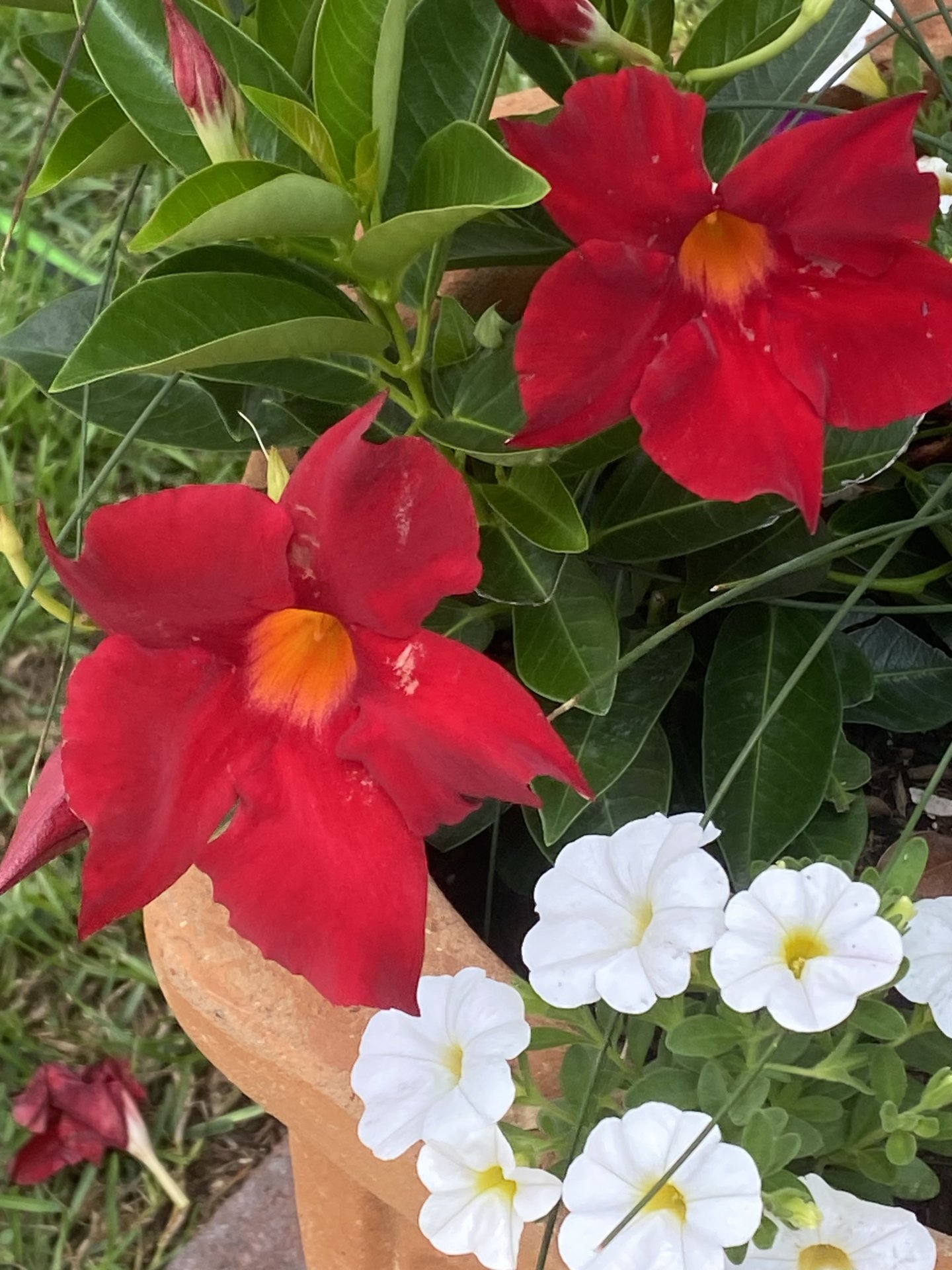 IMG_0593.jpeg