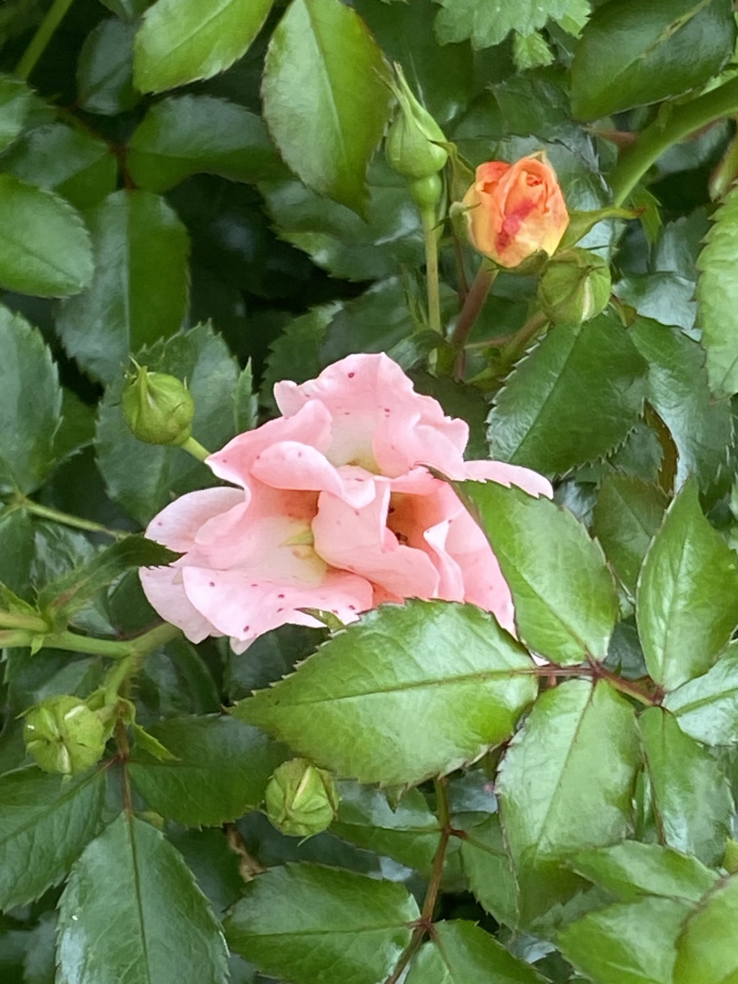 IMG_0595.jpeg