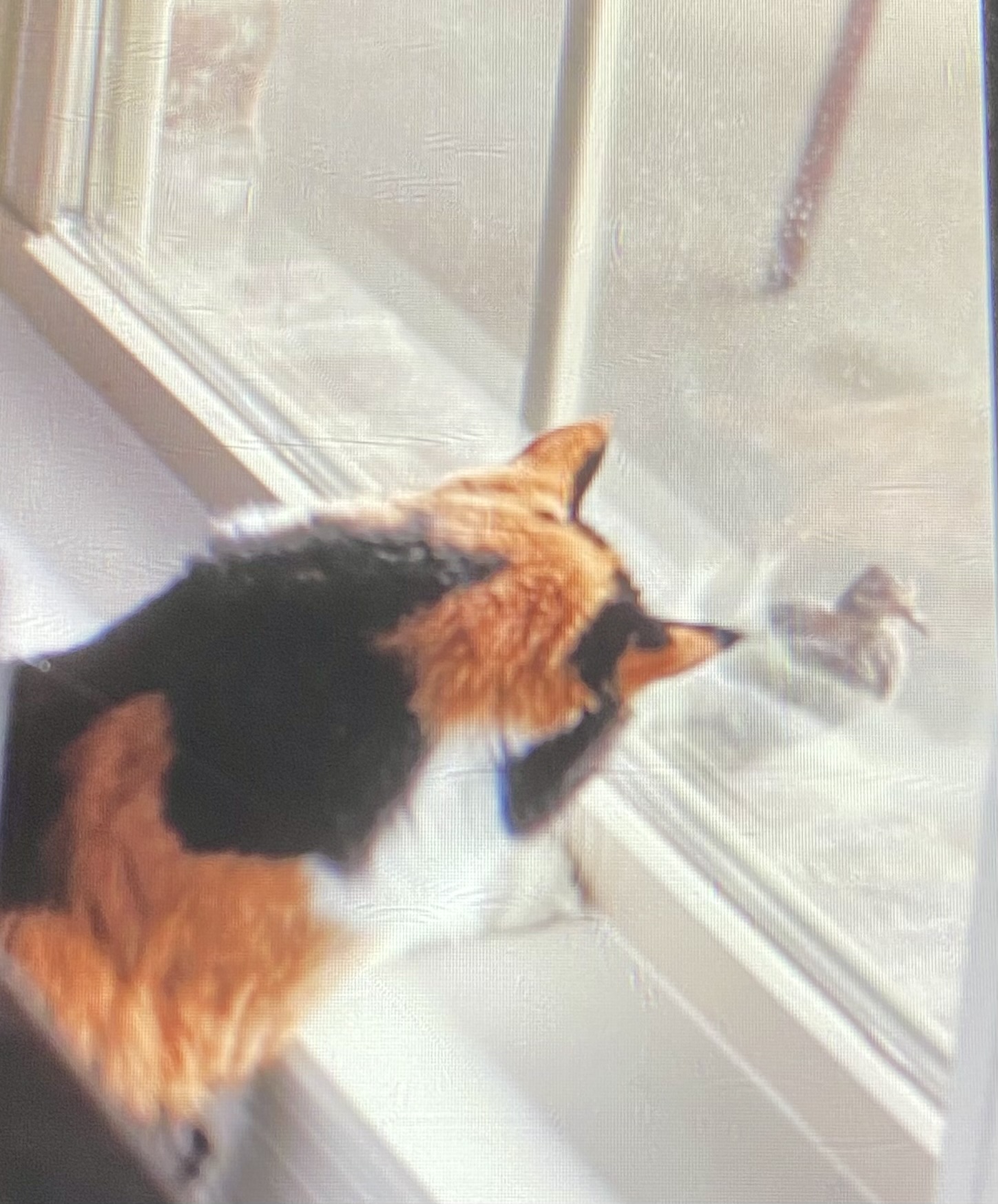 IMG_0658.jpeg