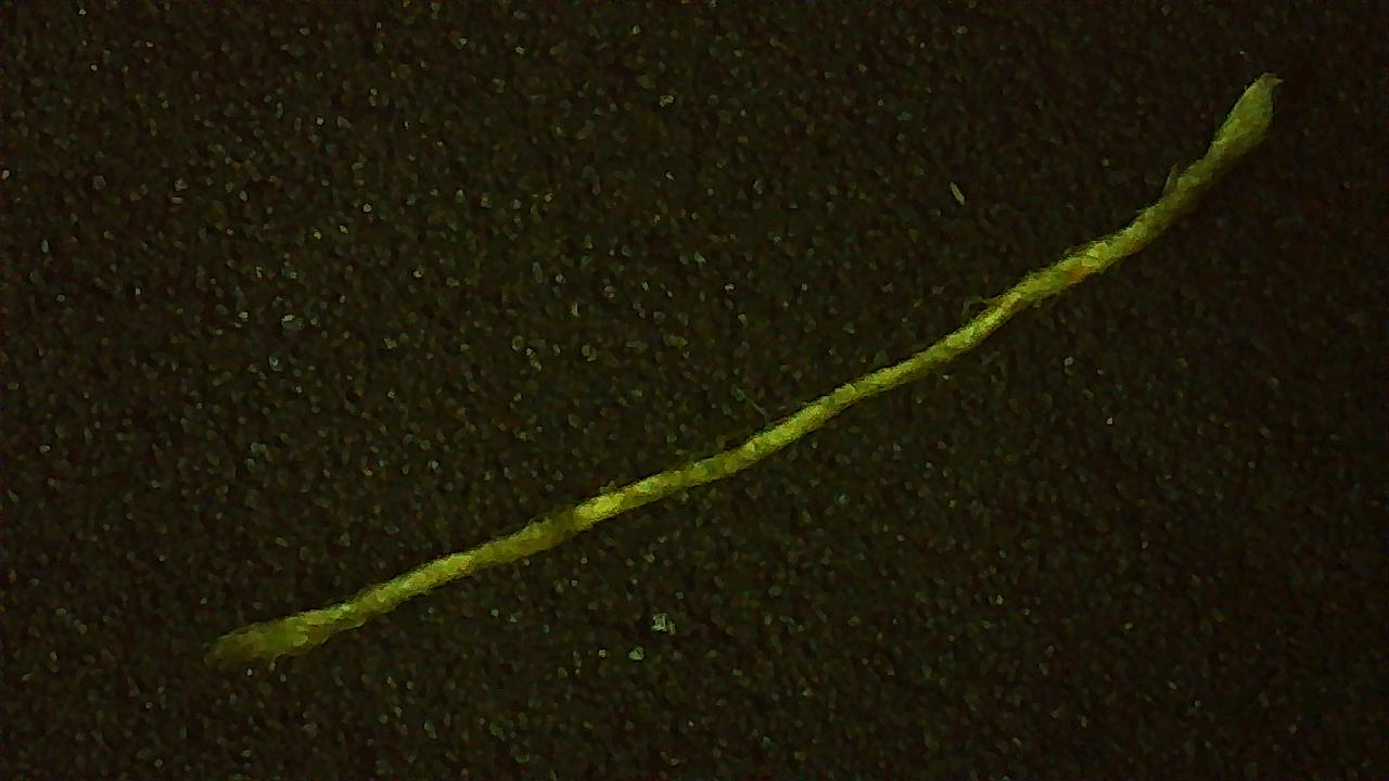 IMG_186.JPG