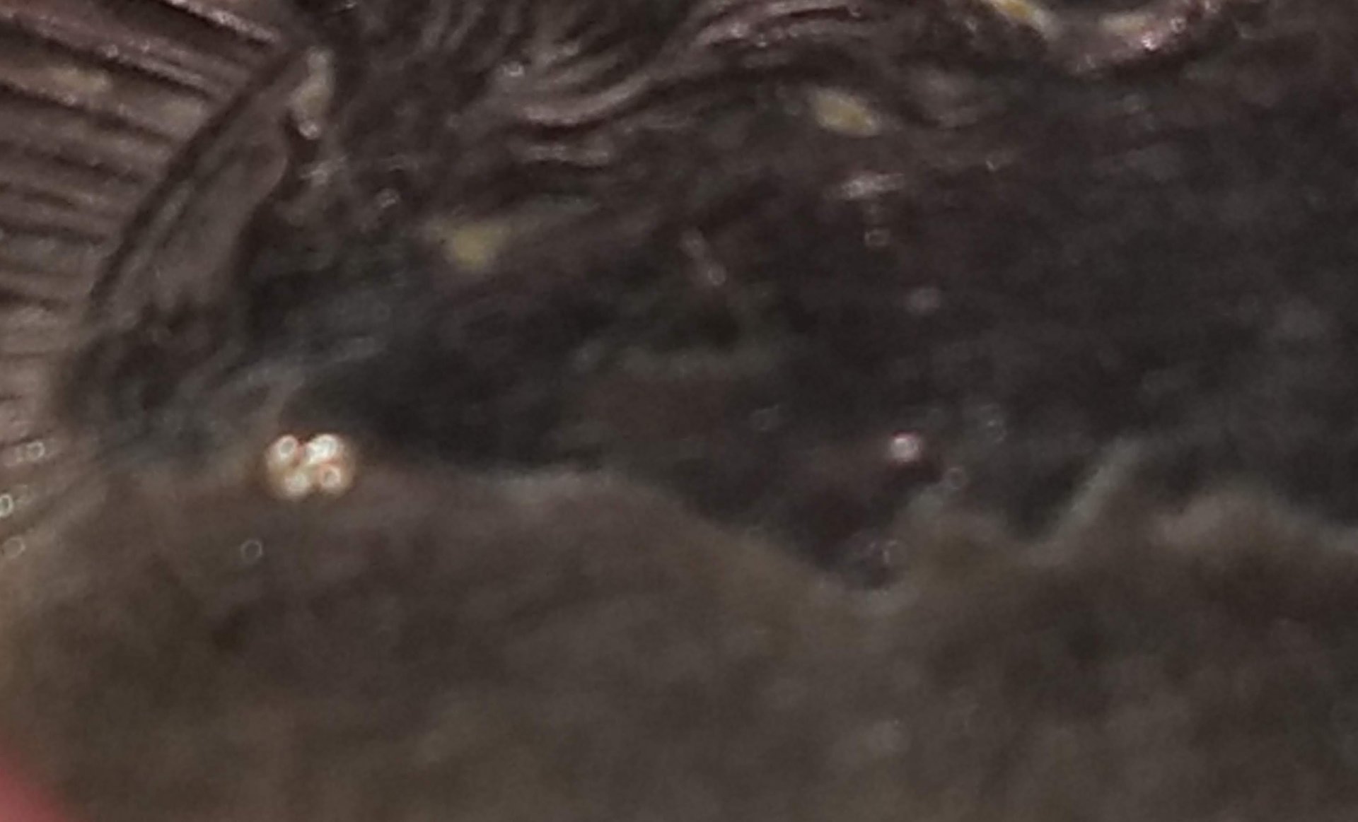 IMG_20190807_220948002.jpg