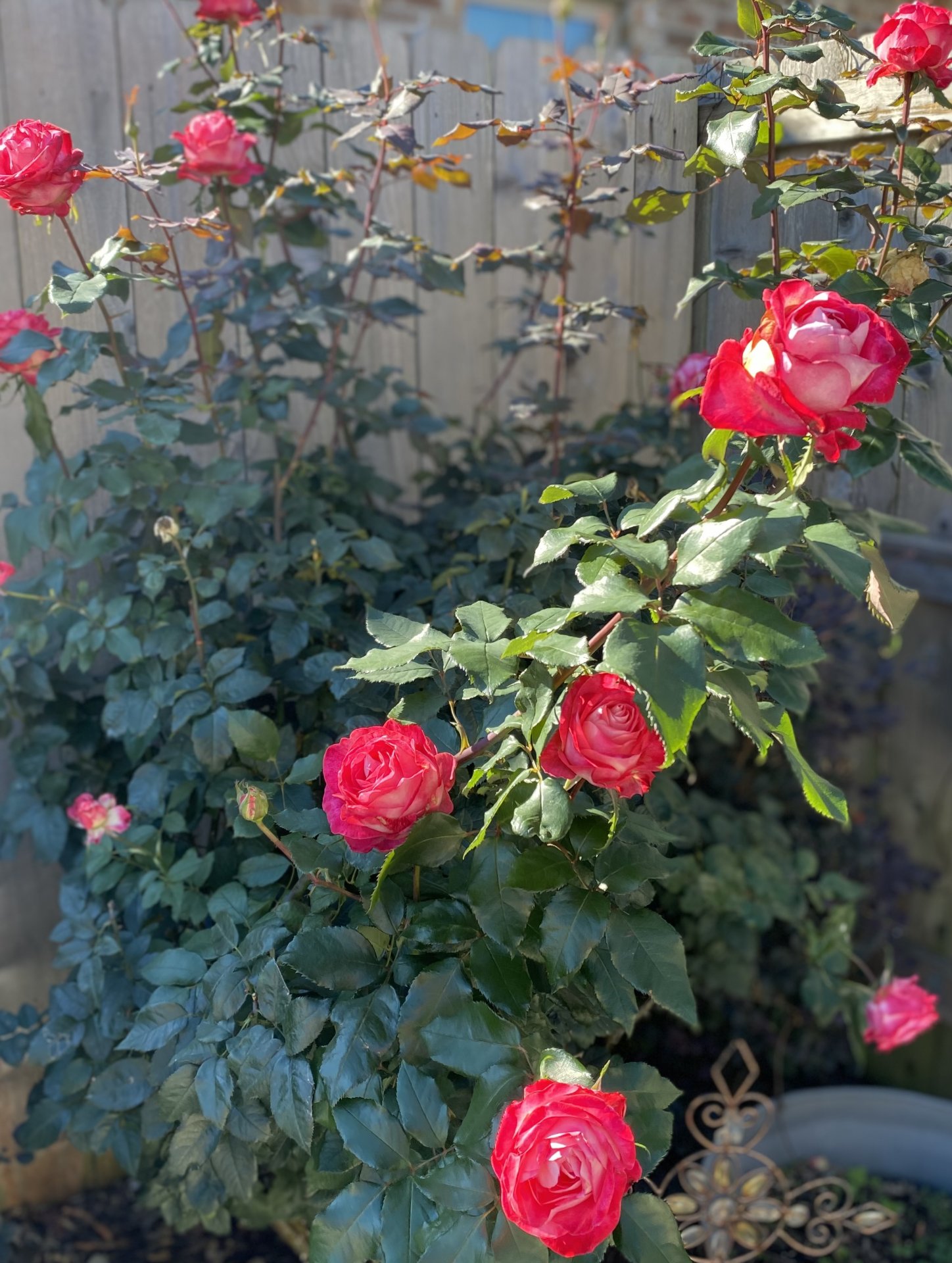 IMG_2498.jpeg