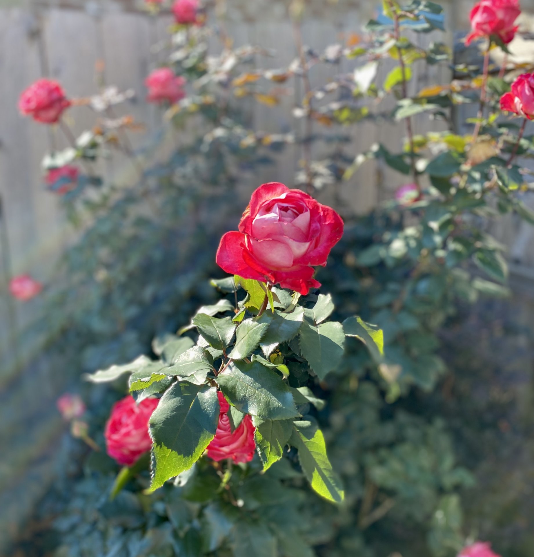 IMG_2499.jpeg