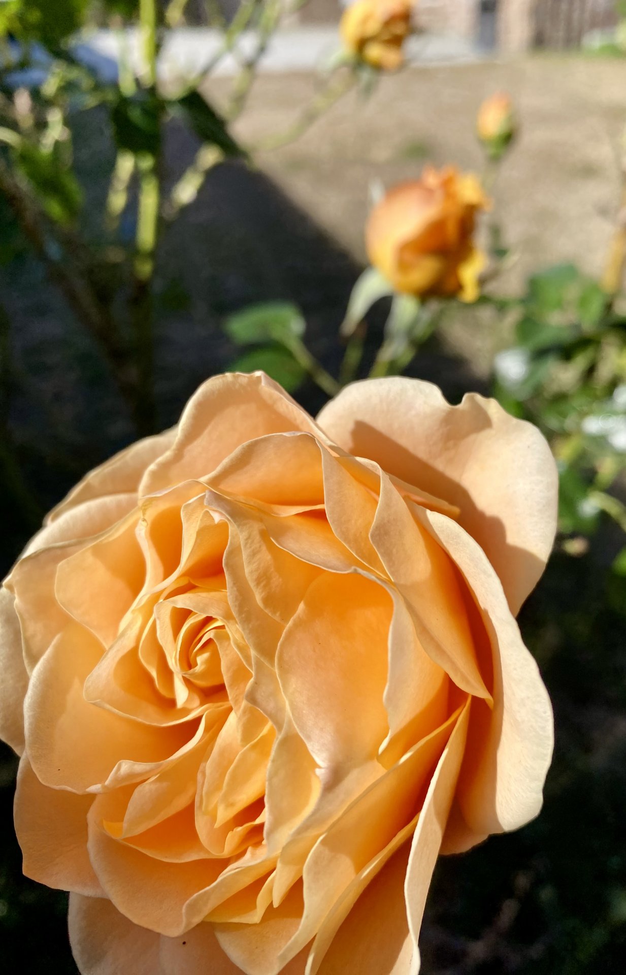 IMG_2658.jpeg