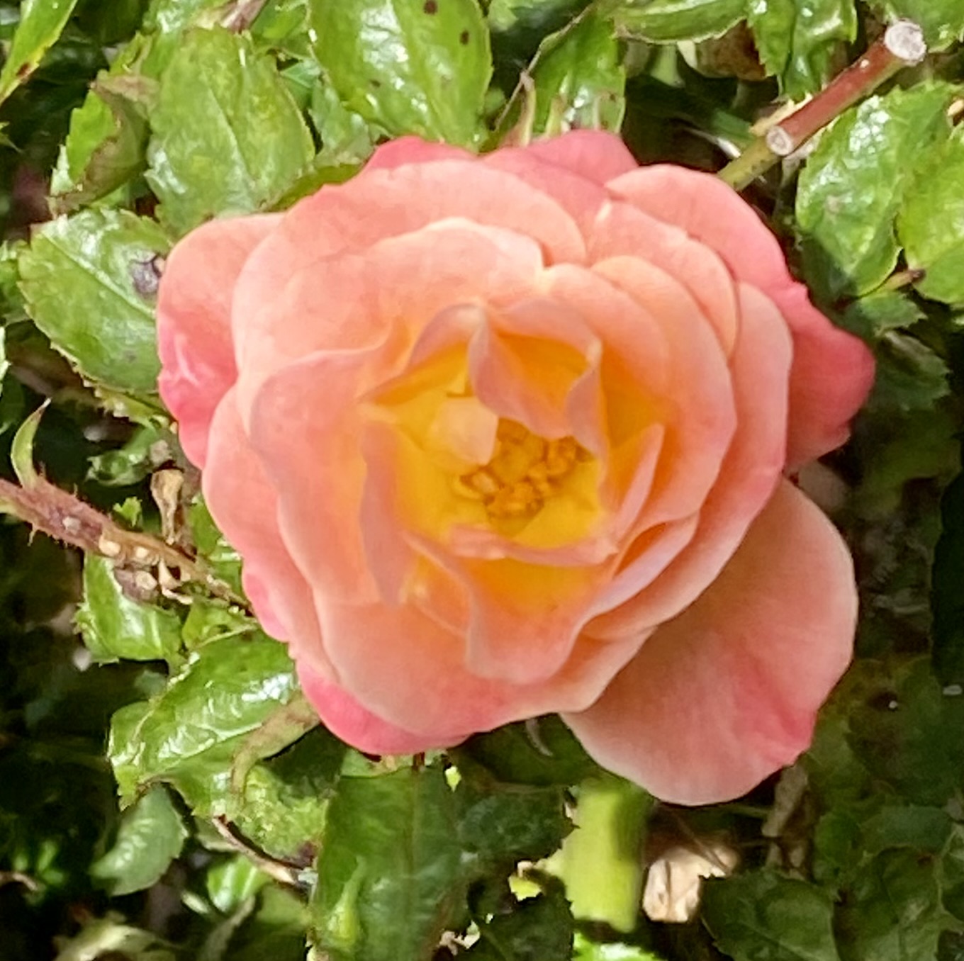 IMG_2665.jpeg