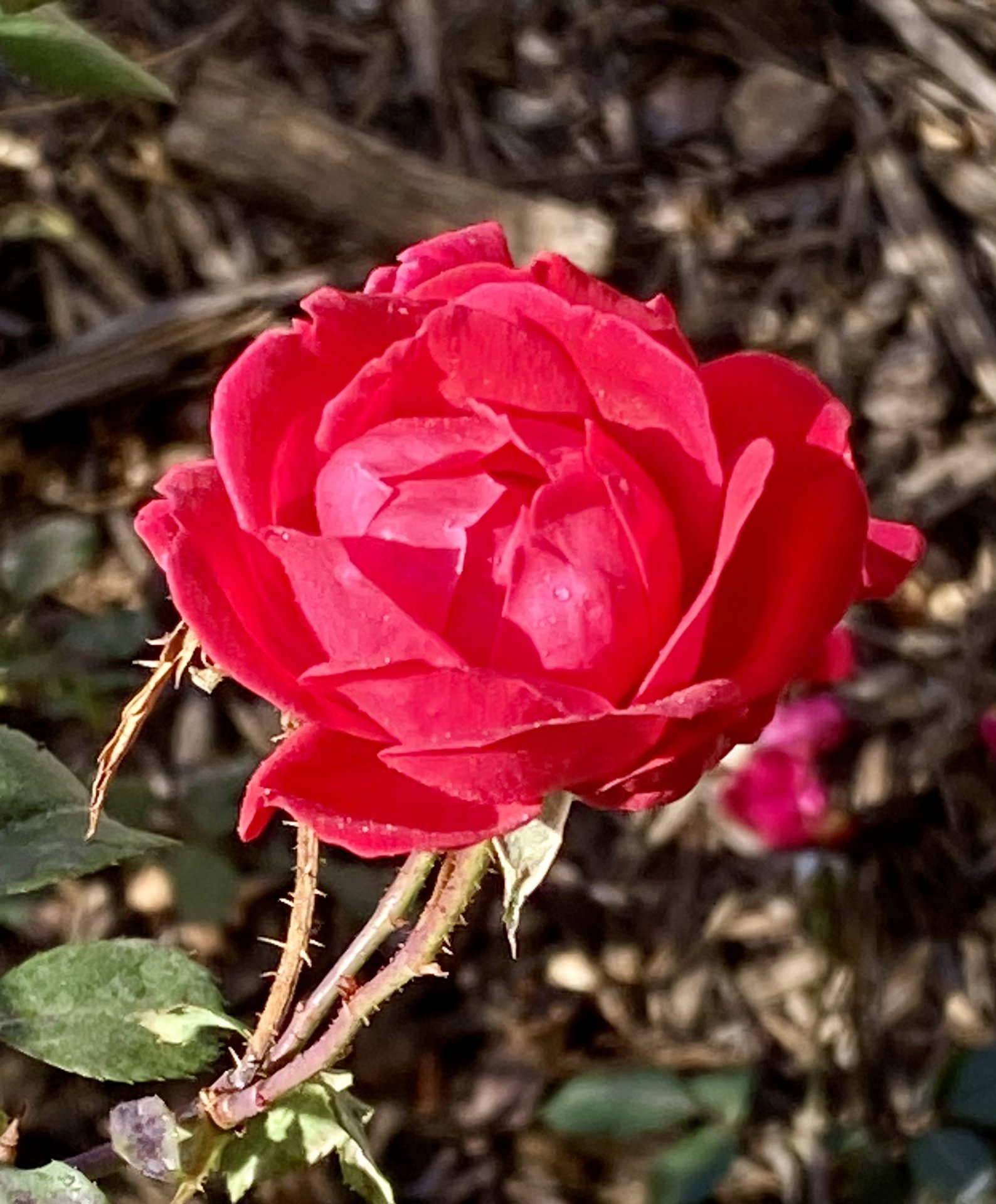 IMG_2669.jpeg
