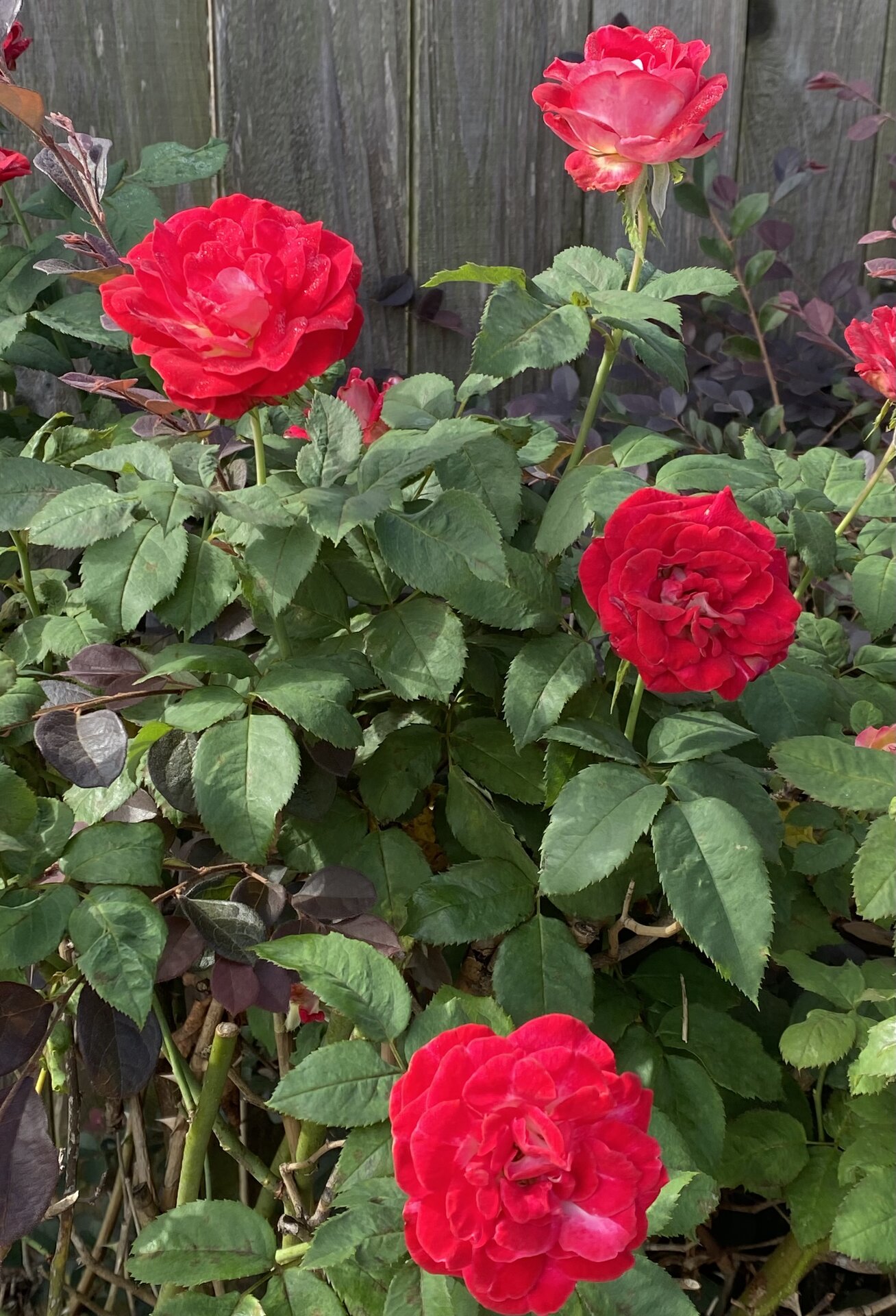 IMG_2761.jpeg