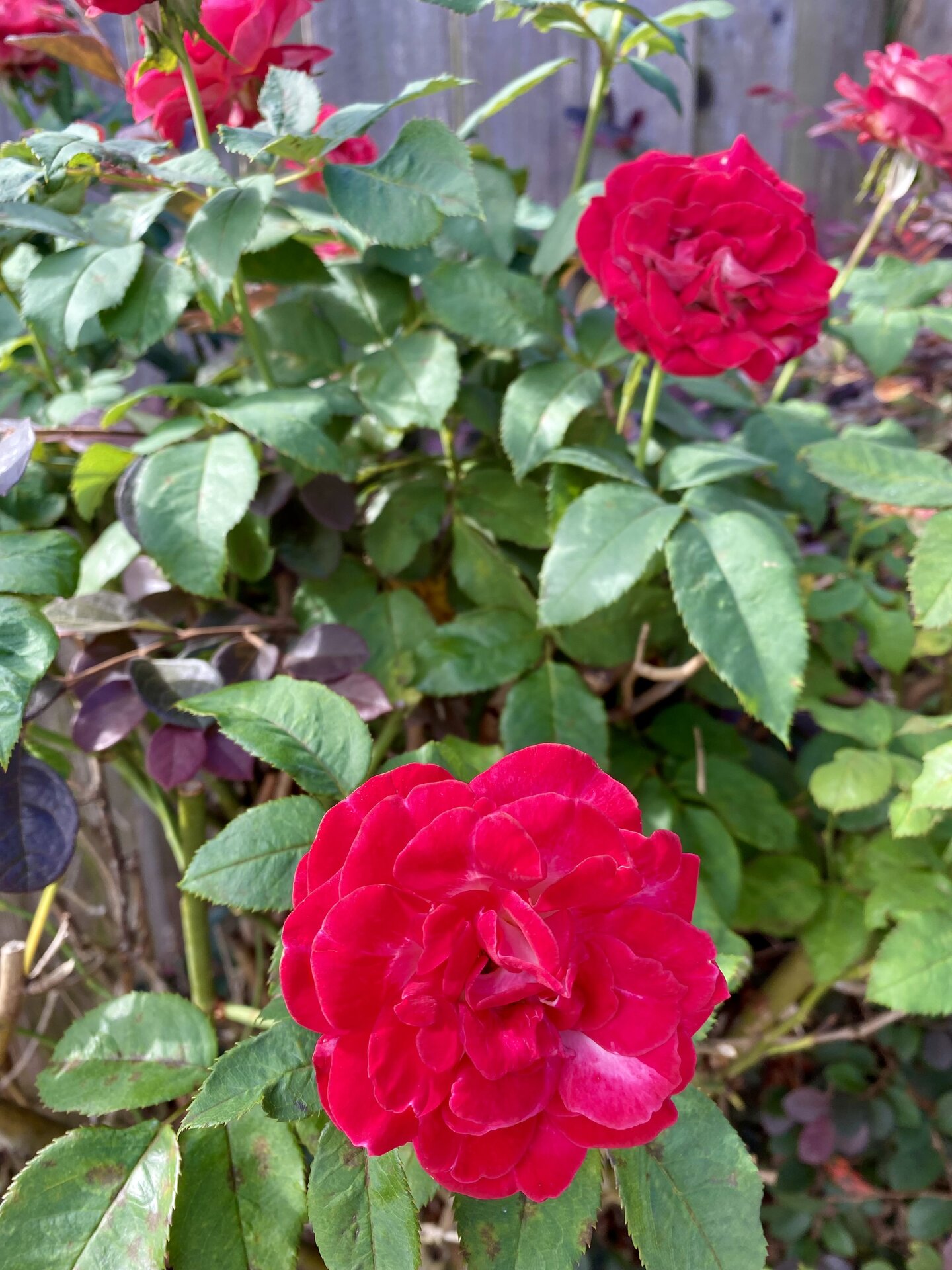 IMG_2762.jpeg