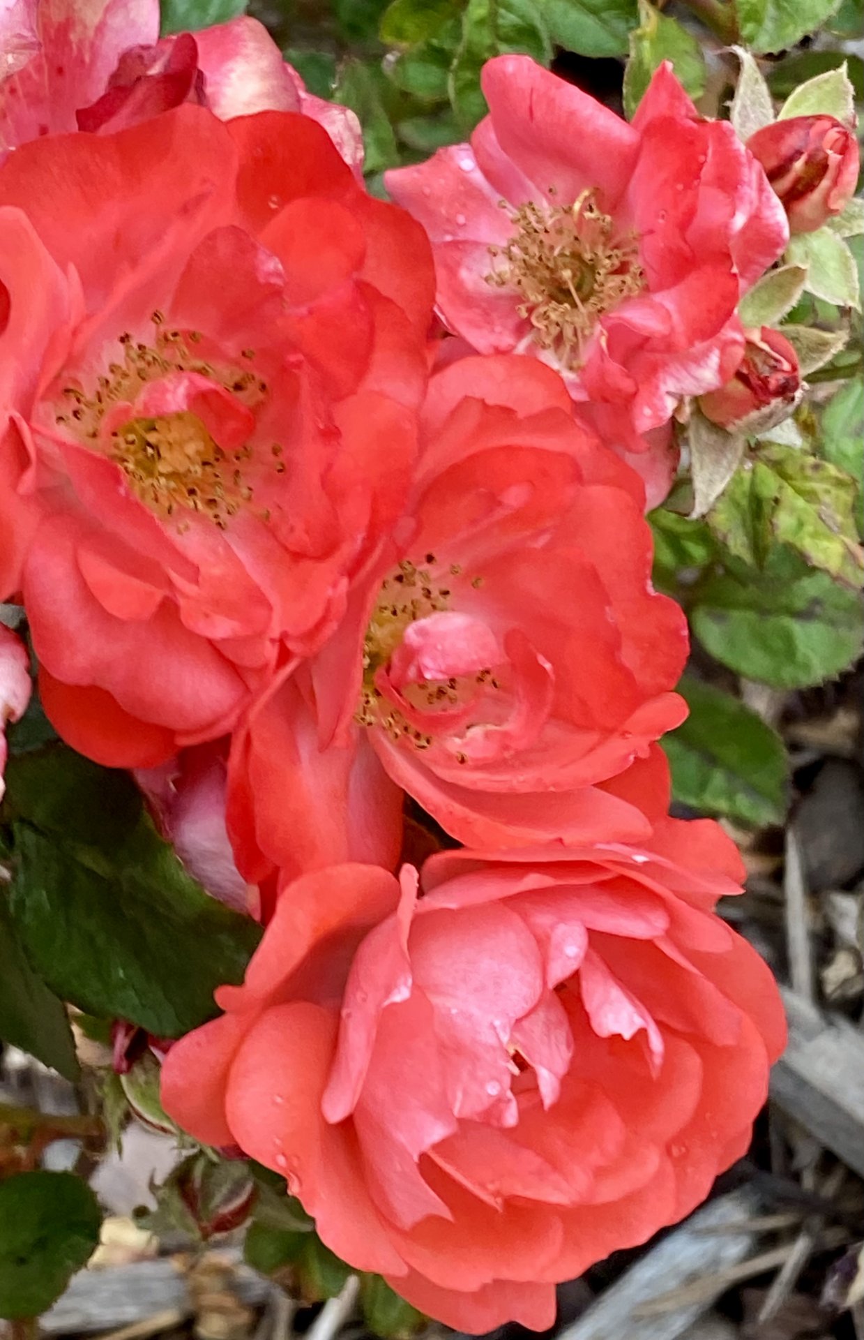 IMG_2805.jpeg