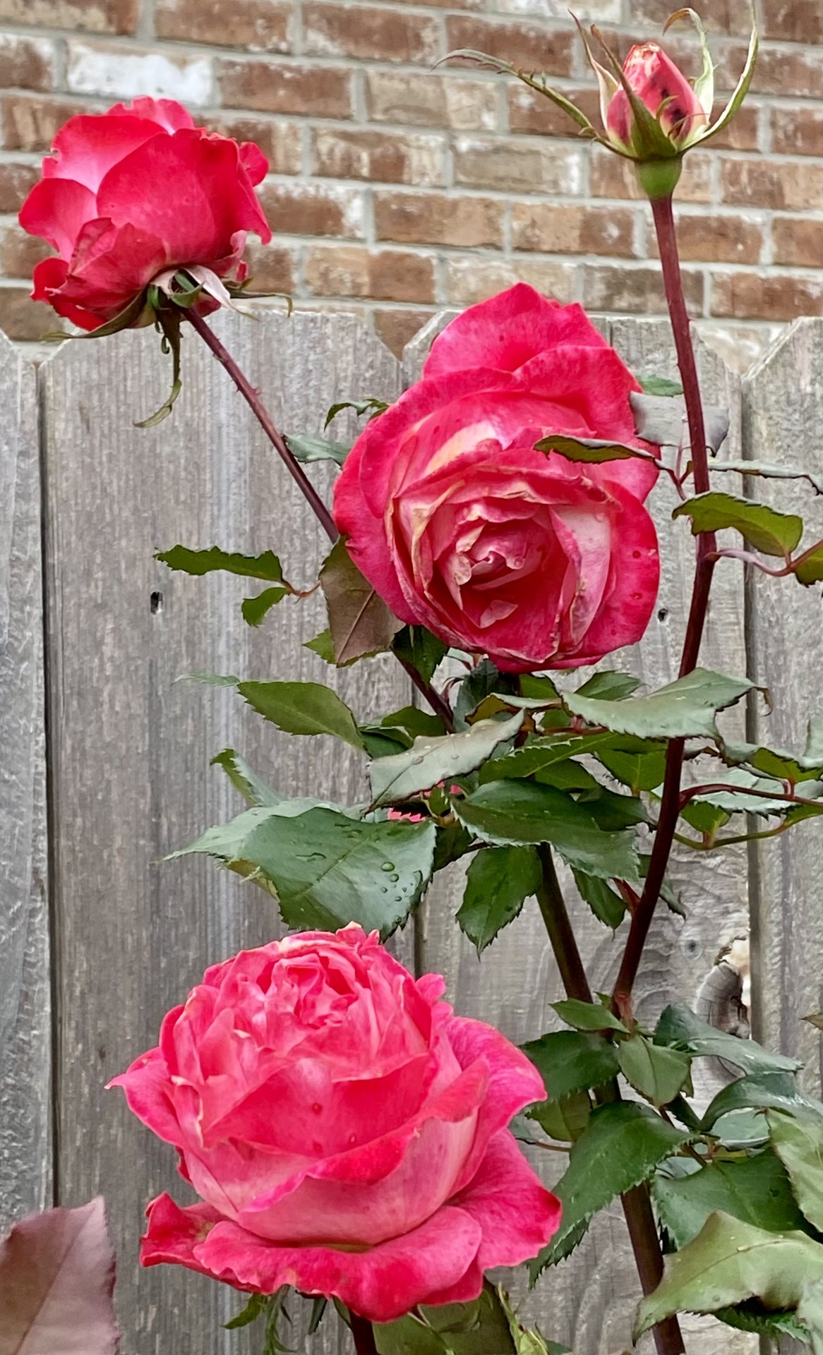 IMG_2809.jpeg