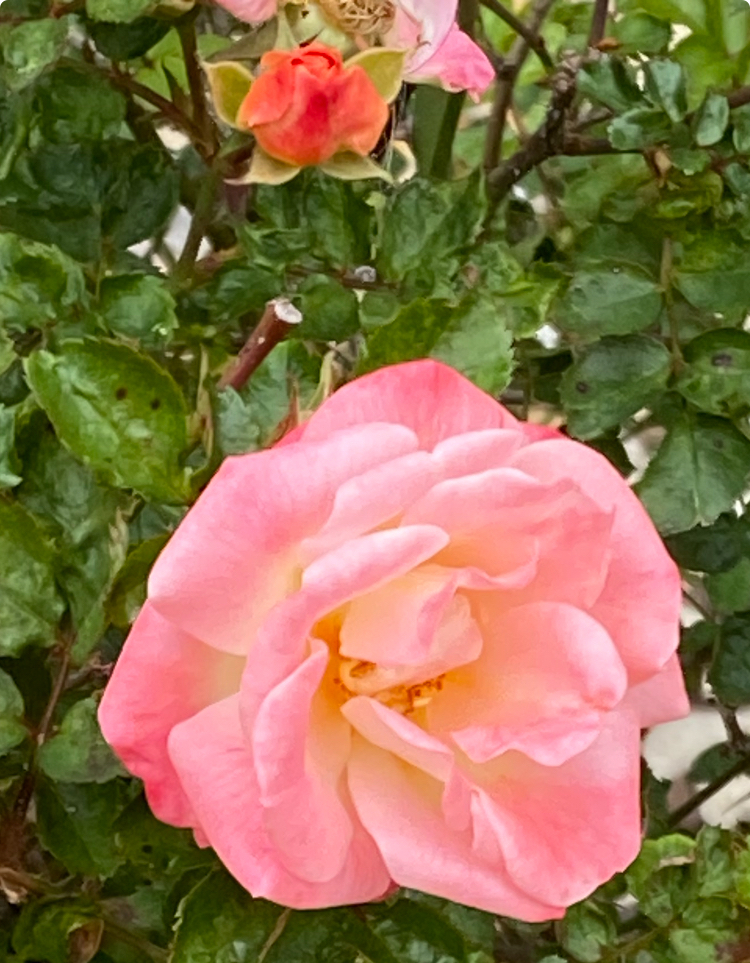 IMG_2810.jpeg