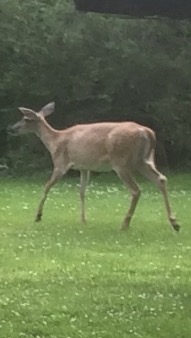 IMG_3201.JPG