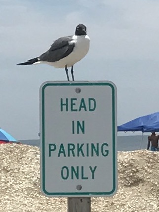 IMG_3332.JPG