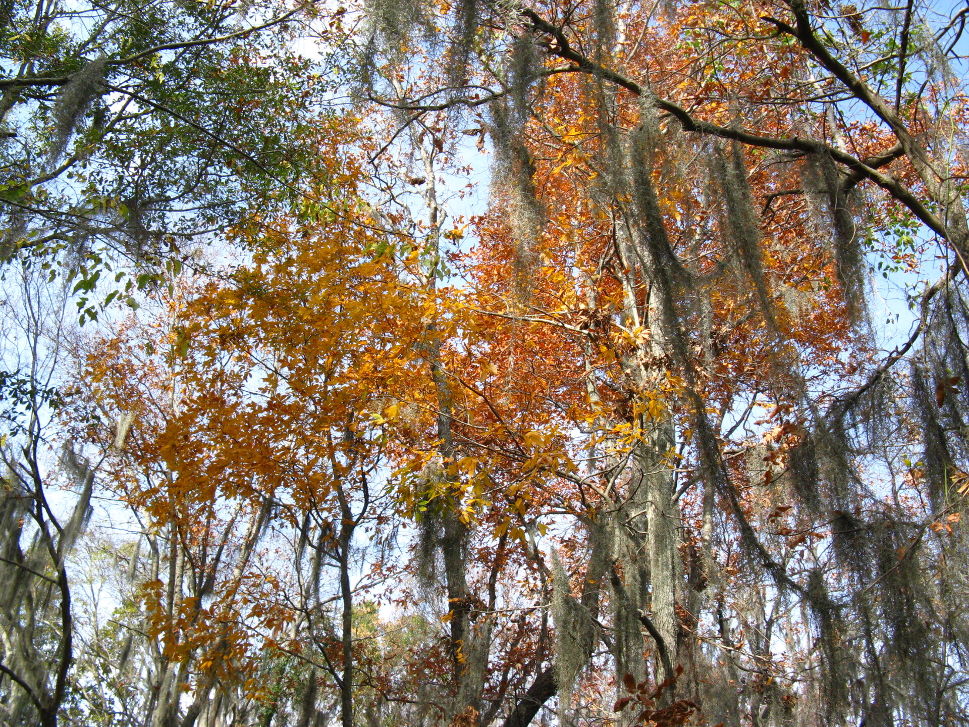 IMG_4262.JPG