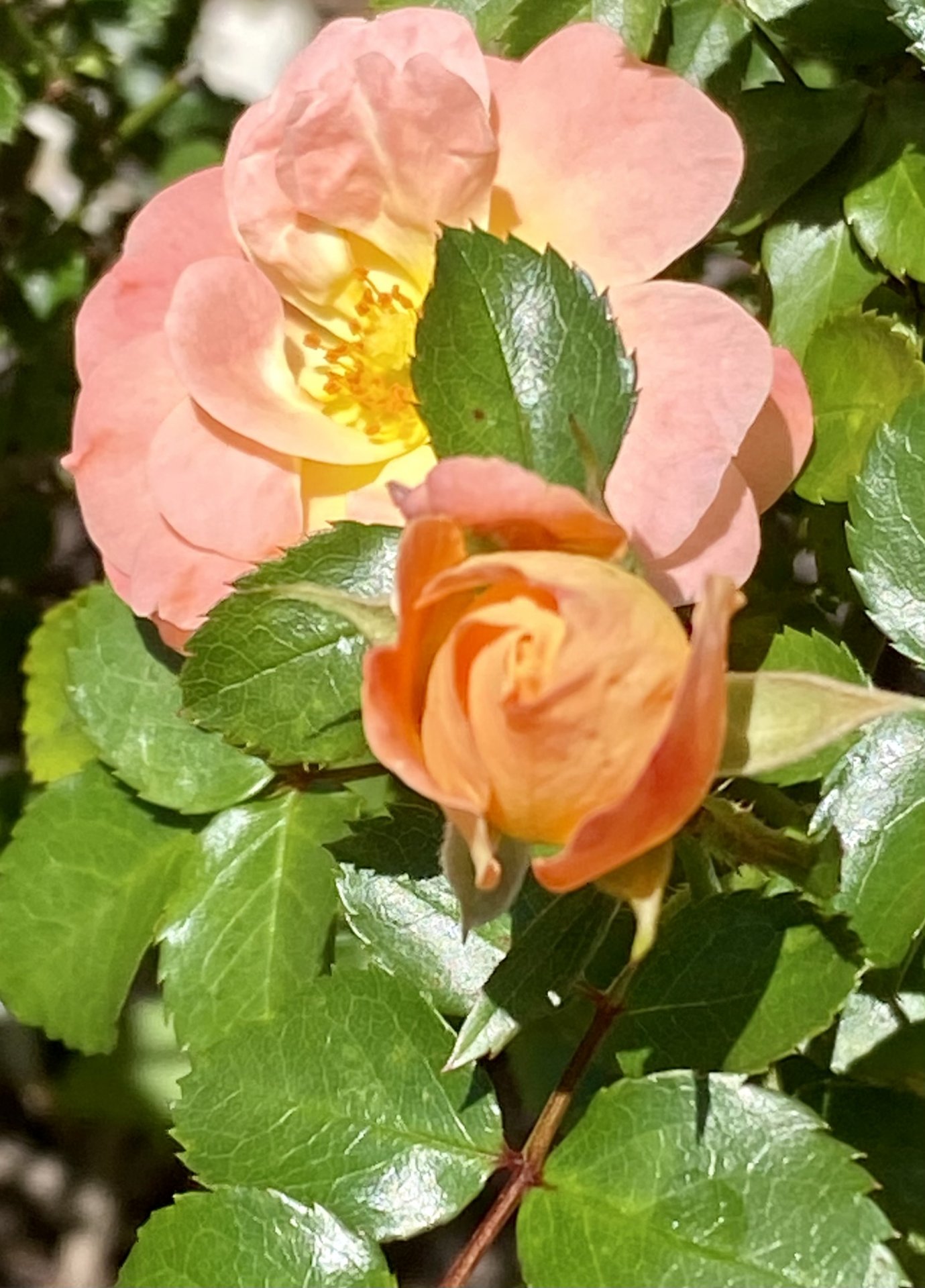 IMG_4739.jpeg
