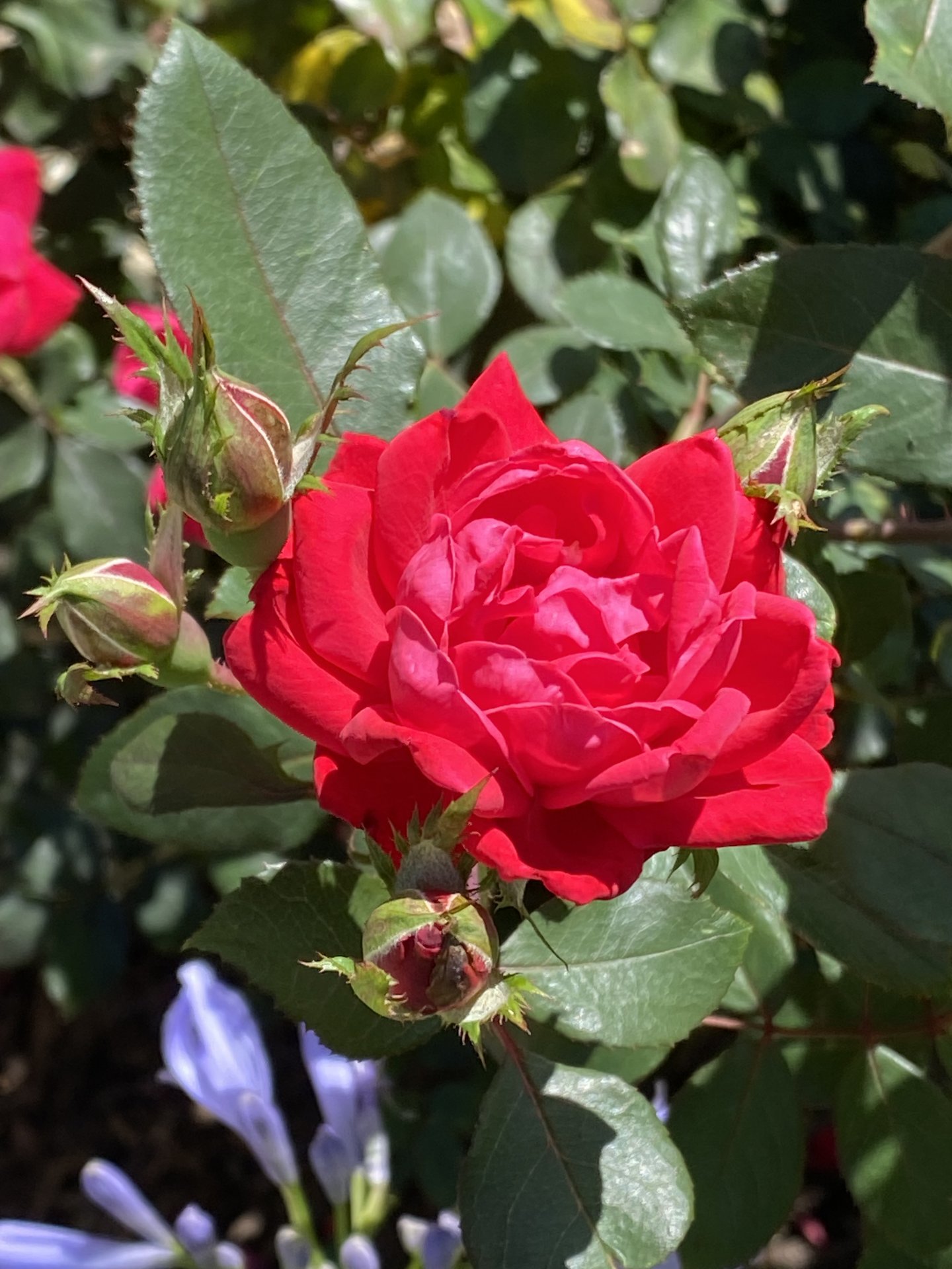 IMG_4744.jpeg