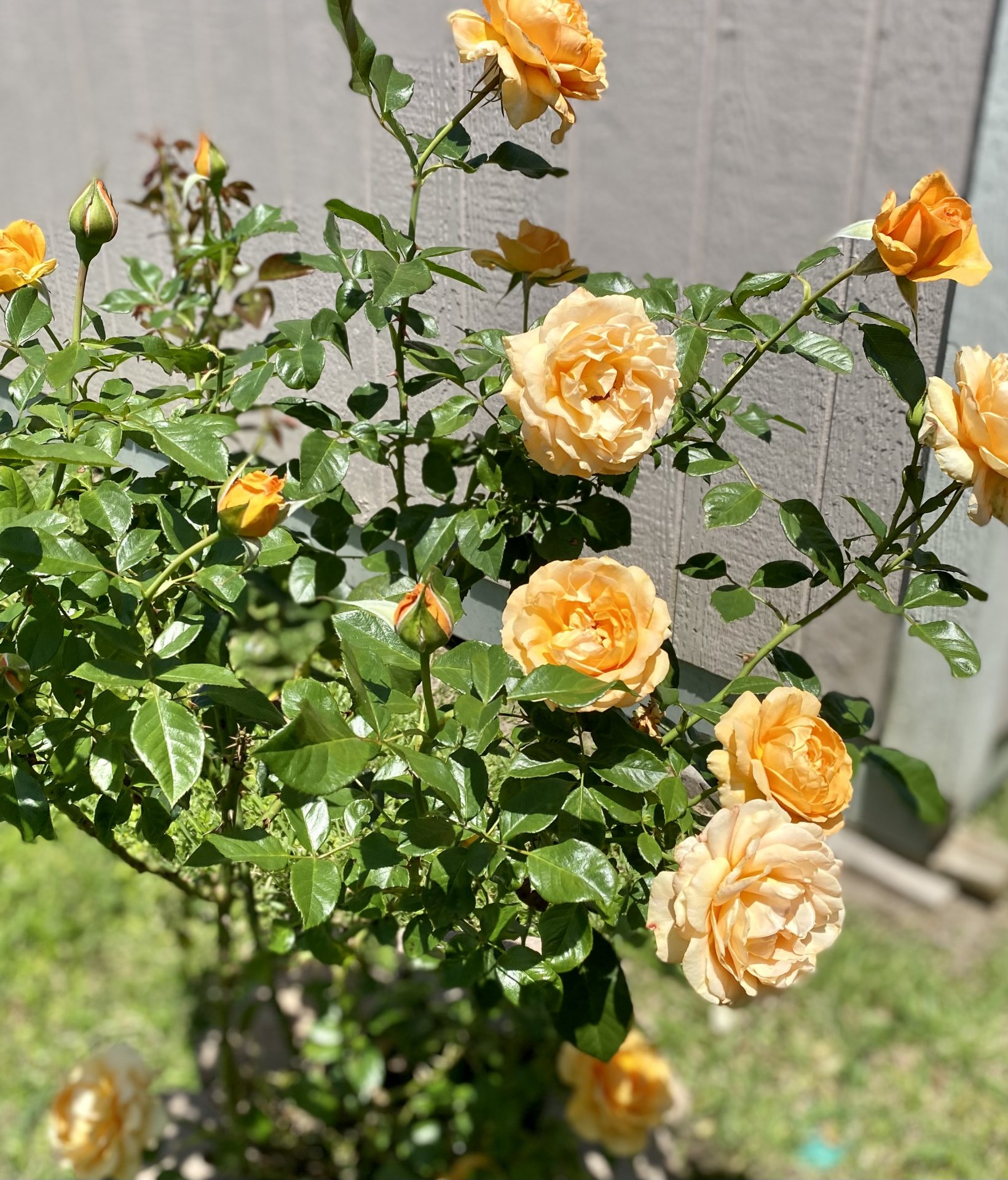 IMG_5015.jpeg