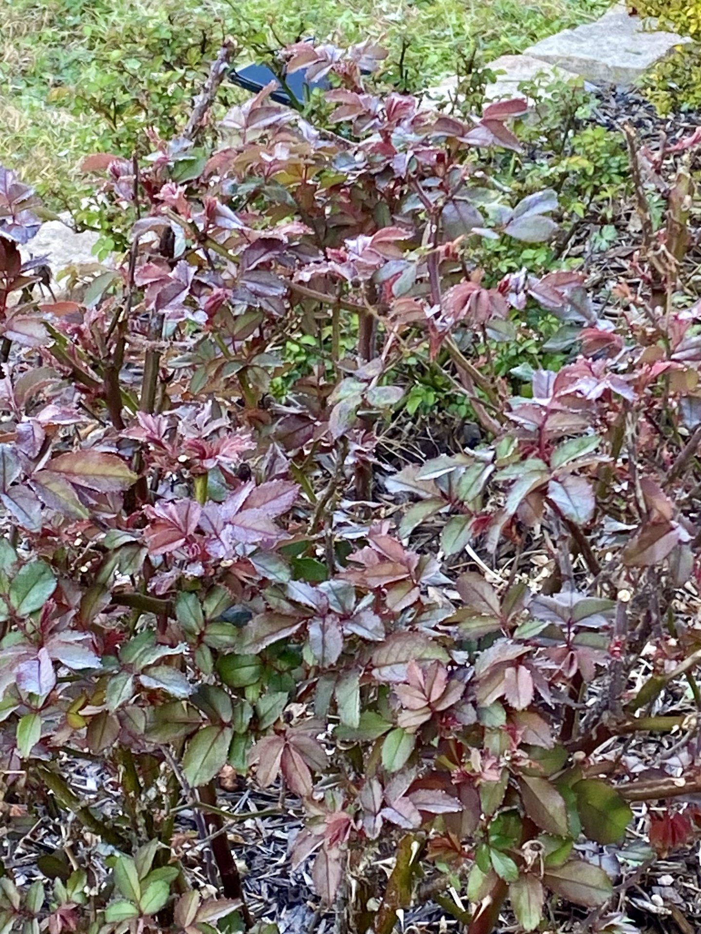 IMG_5705.jpeg